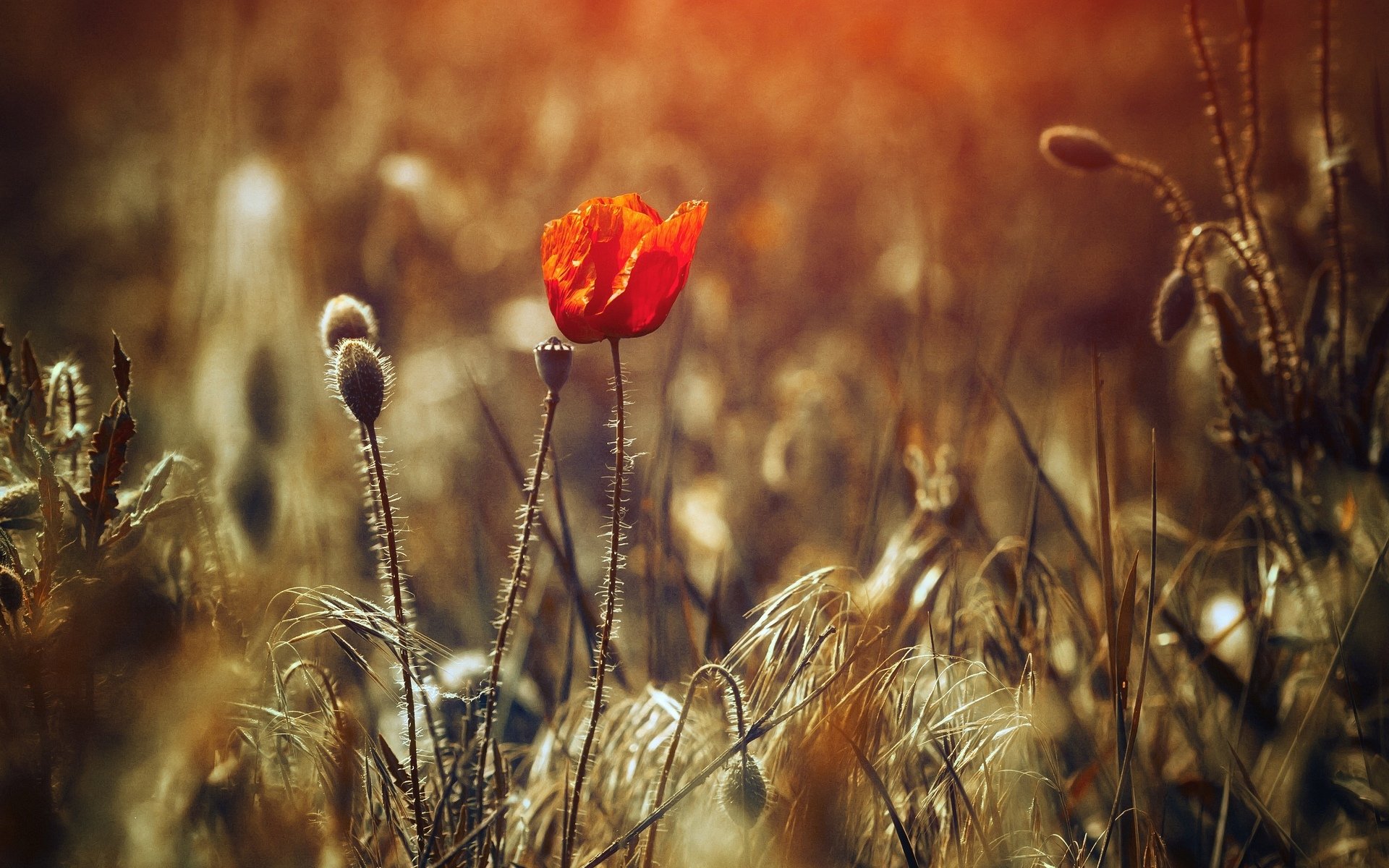 blumen blümchen rot pflanze feld unschärfe hintergrund tapete widescreen vollbild widescreen widescreen