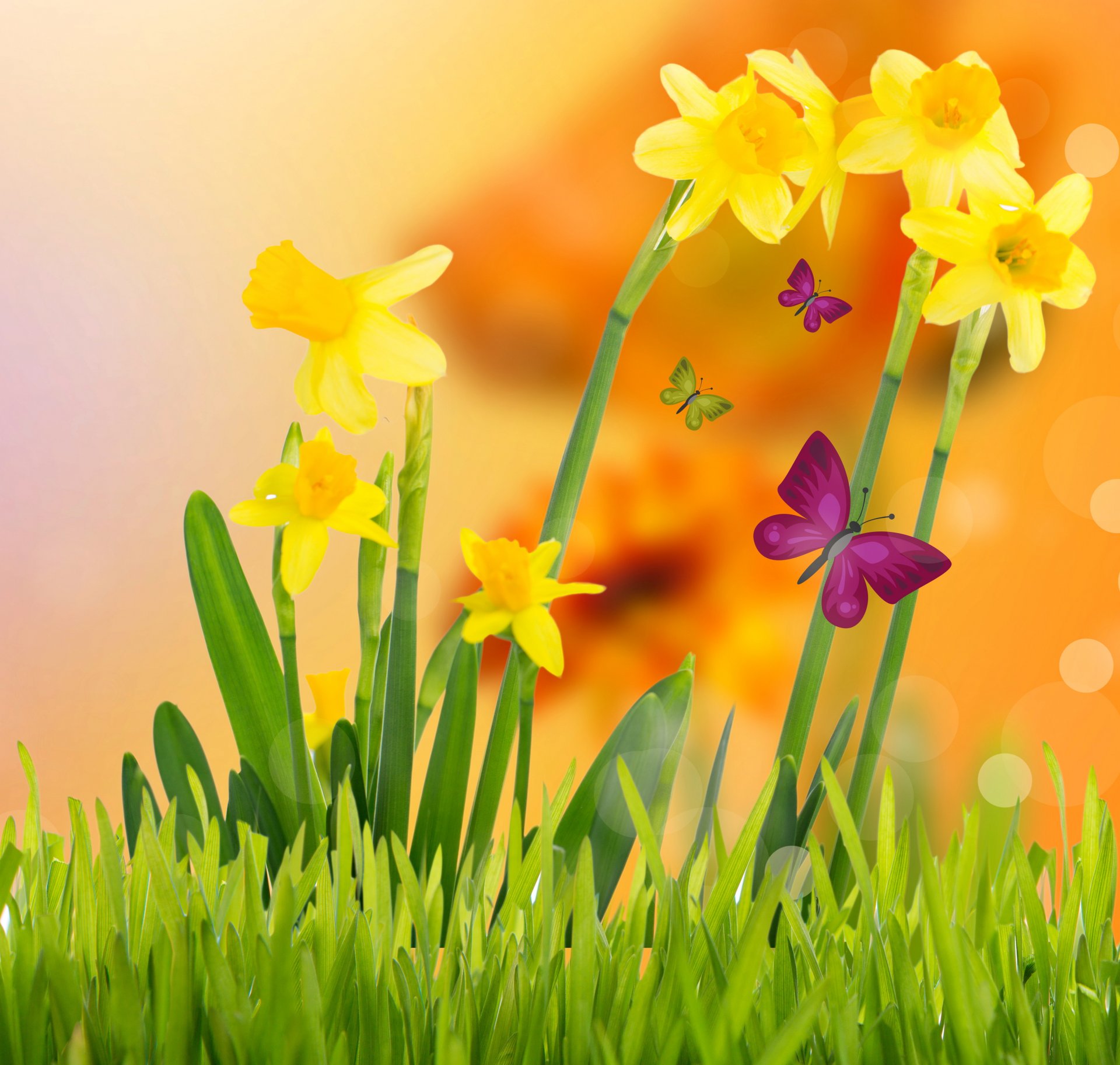 frühling blumen gelb wiese schmetterlinge frühling gelb narzissen schmetterlinge gras blüte