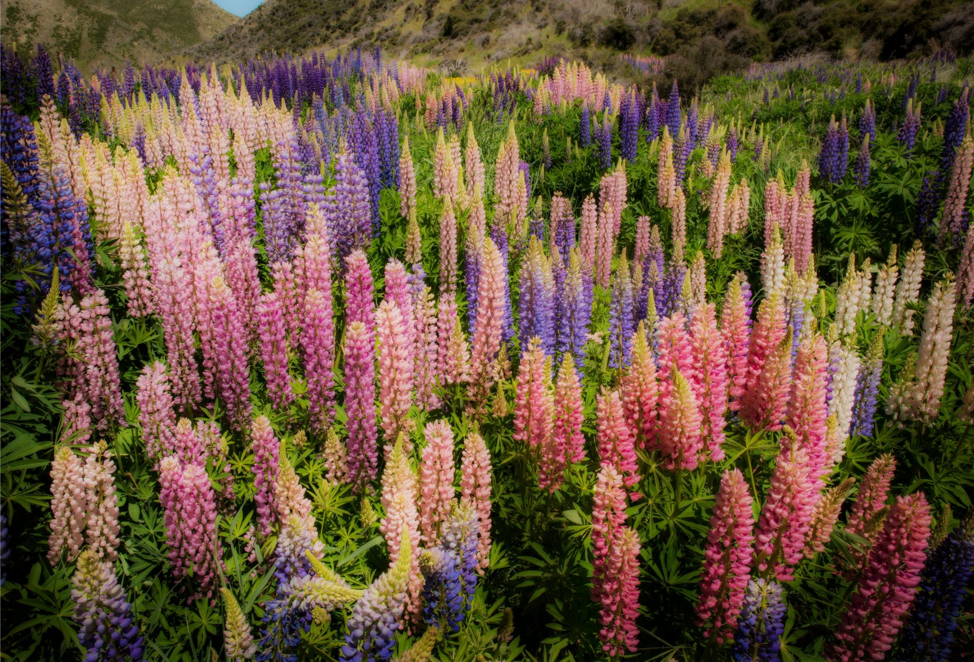 neuseeland lupine