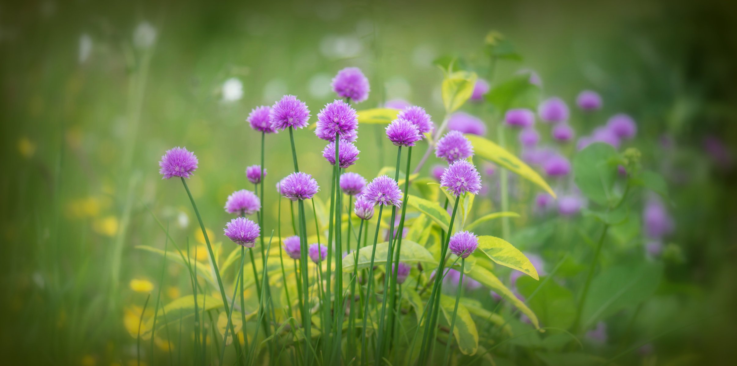 oignon lilas fleurs floraison herbe verdure