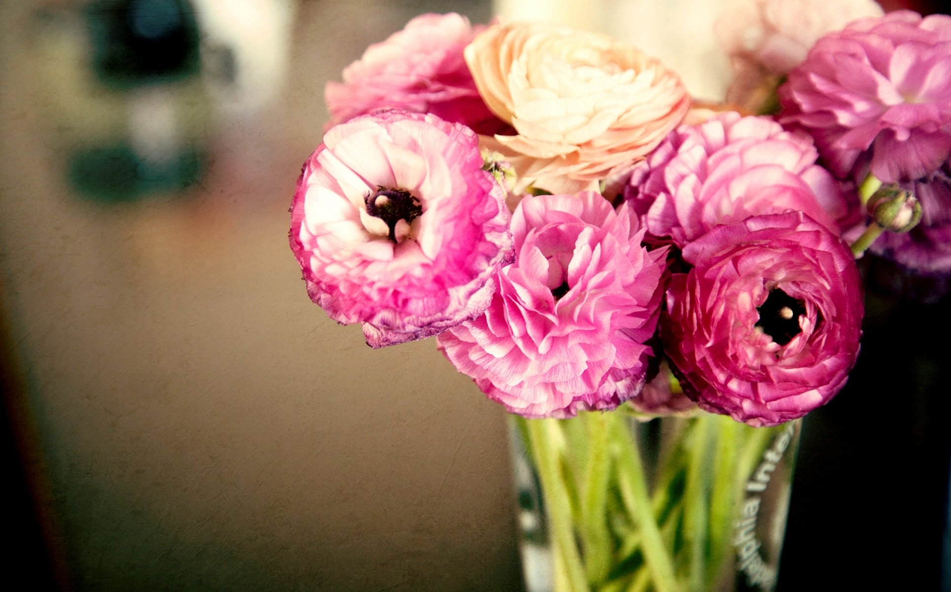 ranuncoli ranuncolo fiori rosa foglie boccioli petali vaso bouquet