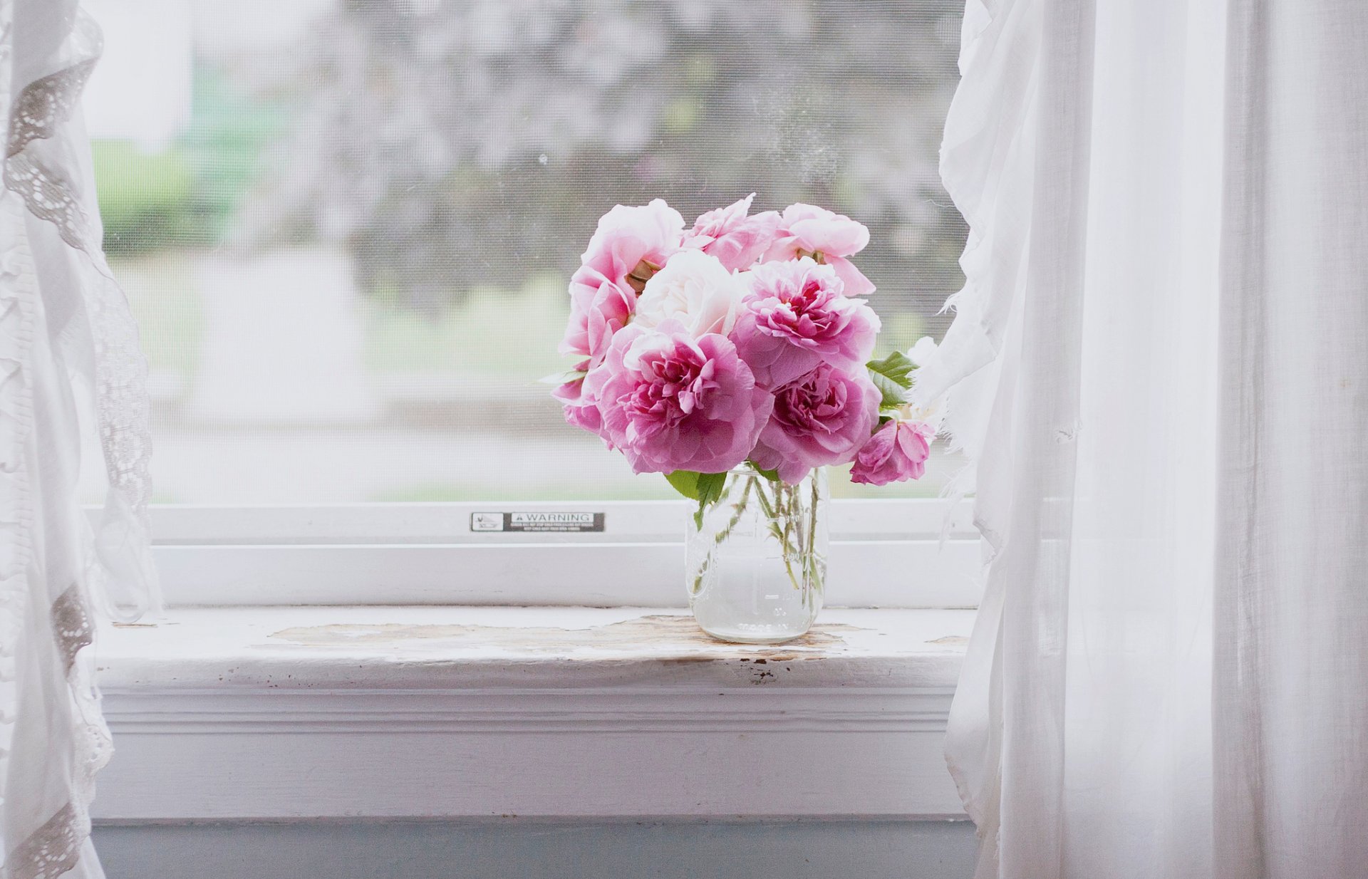 flower pink flowers pink window still life