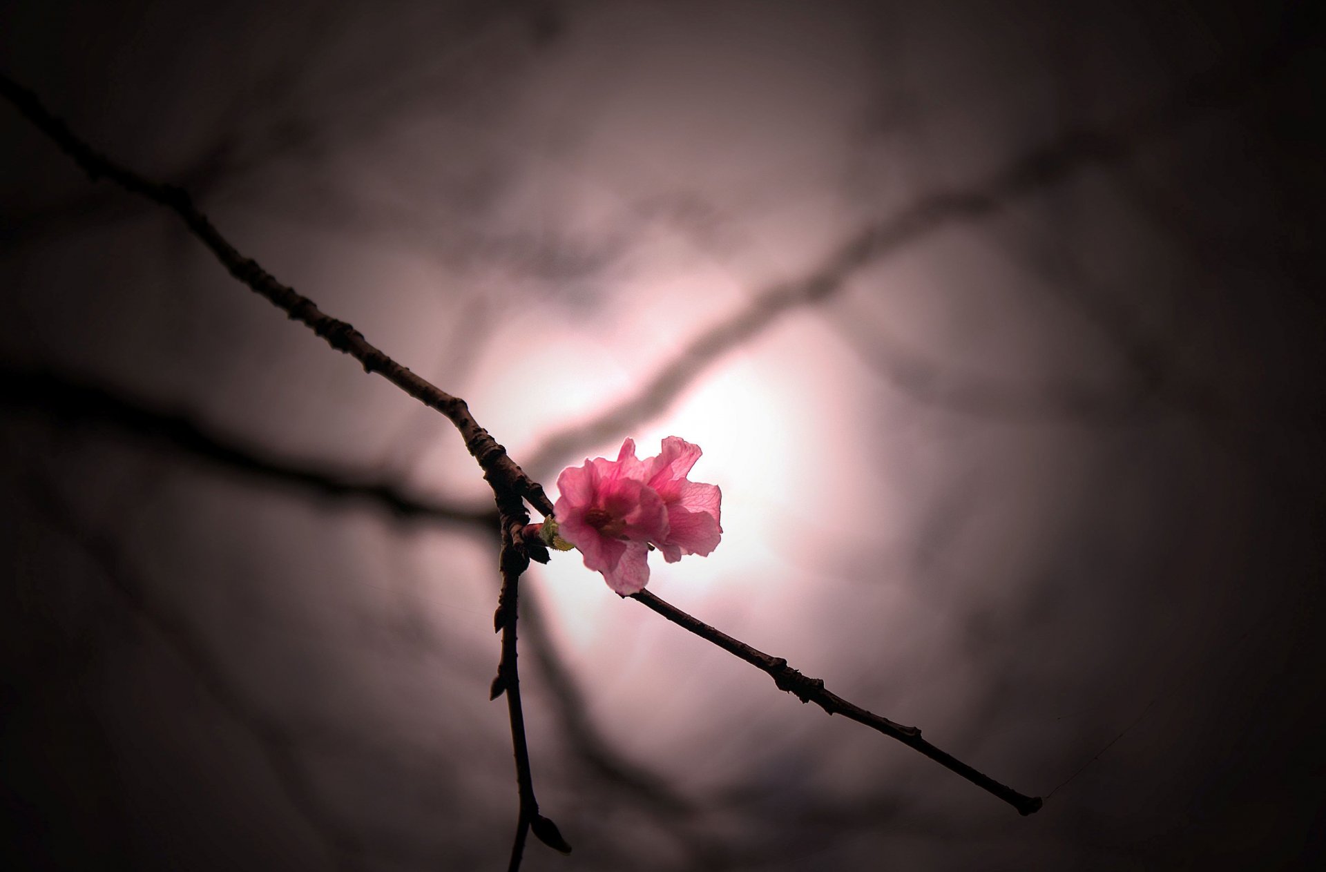 flowers flower pink branch blur flower macro wallpaper widescreen fullscreen widescreen background