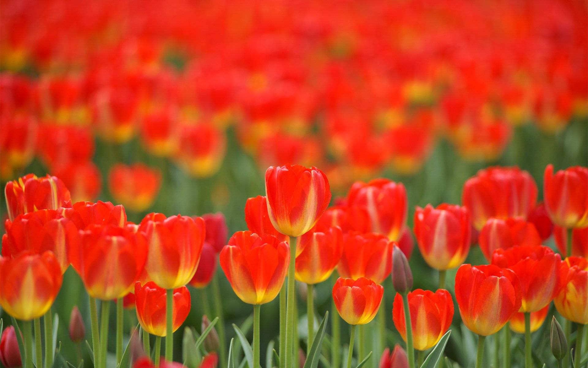 flores tulipanes rojo campo primavera