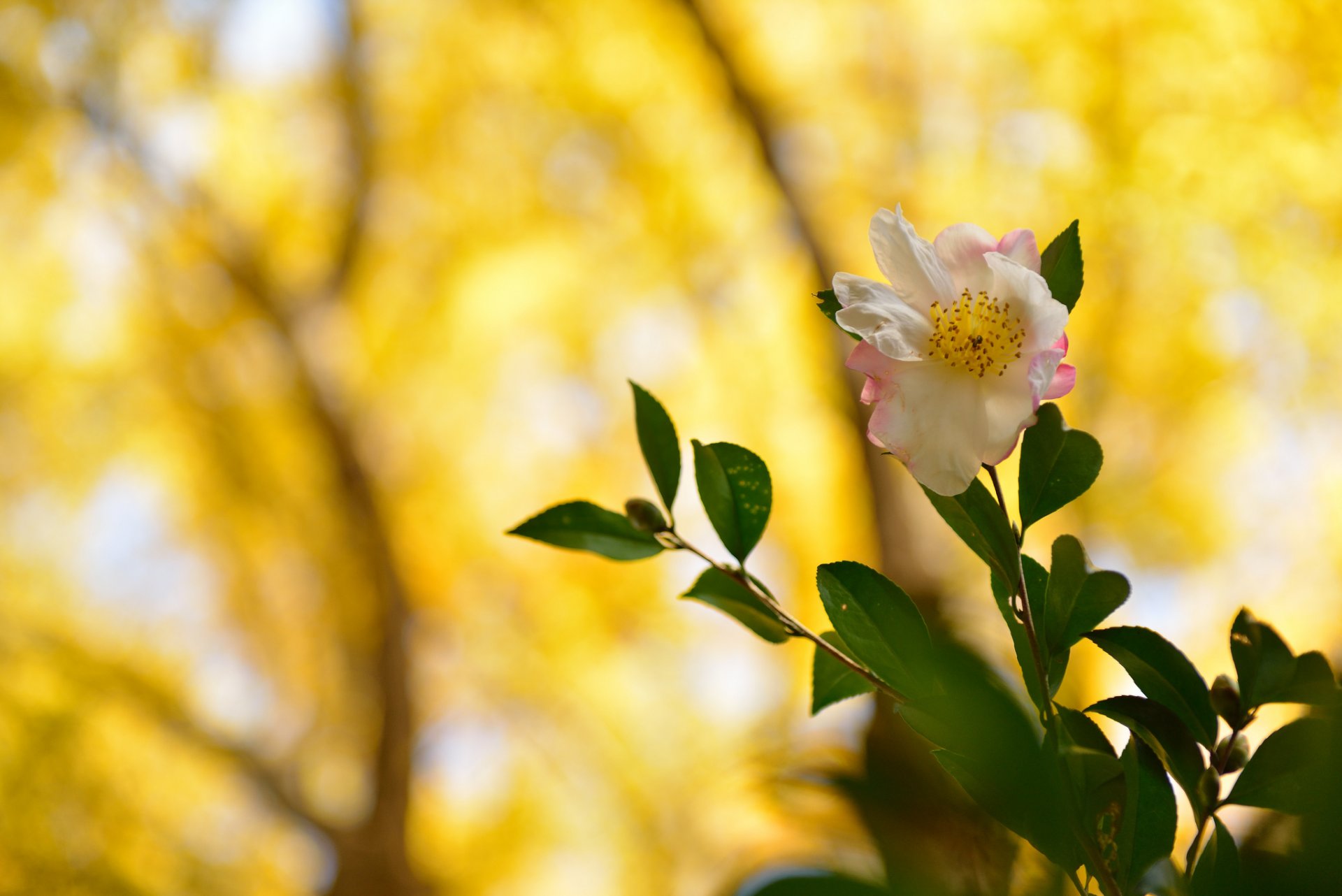 blume weiß-rosa zweige blätter hintergrund