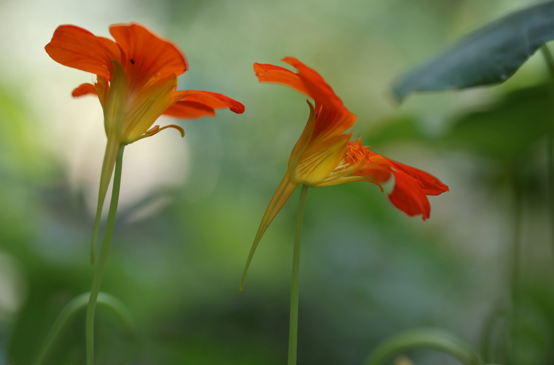 fleurs rouge-orange fond flou