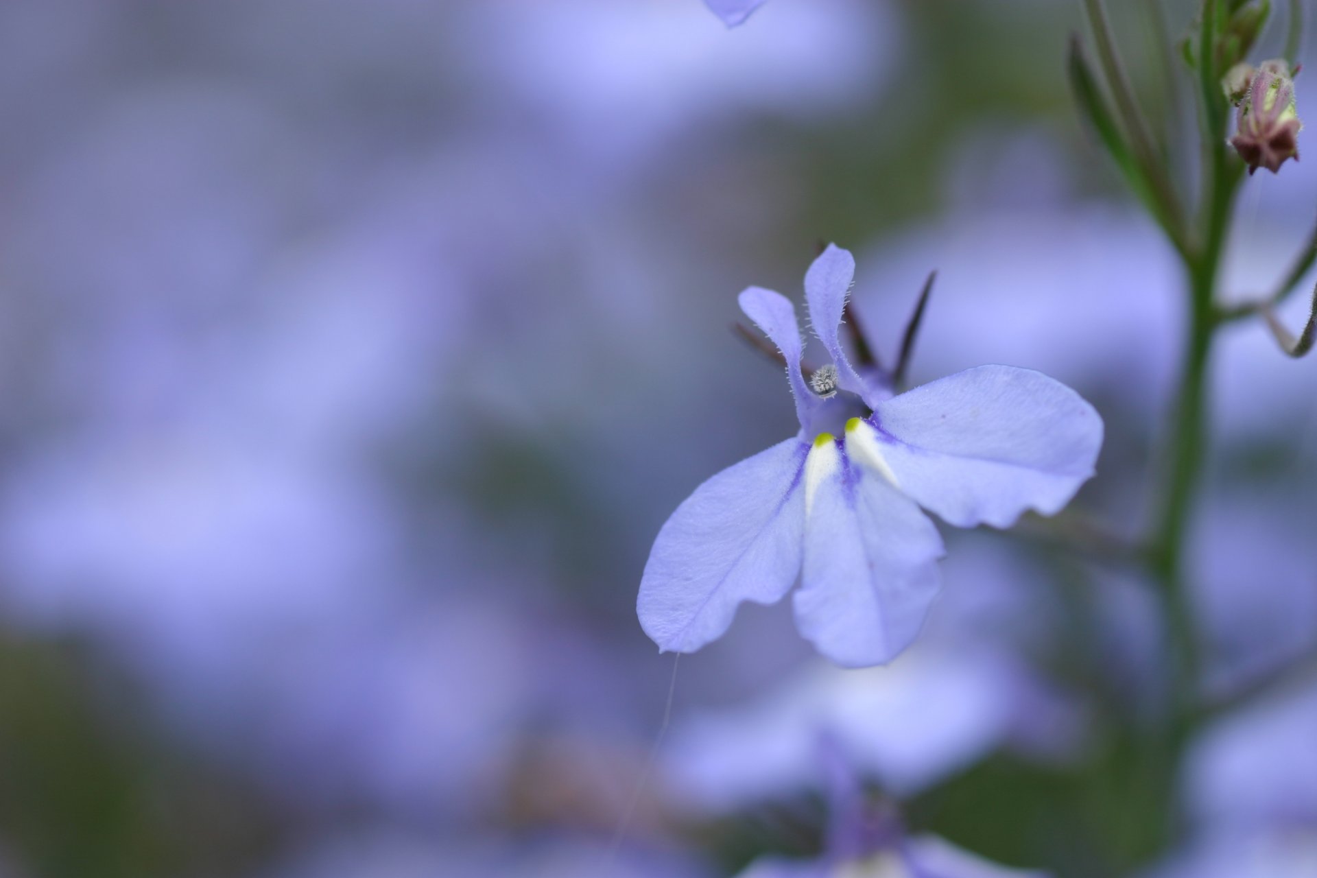 kwiat niebieski niebieski liliowy płatki kolor rozmycie makro natura