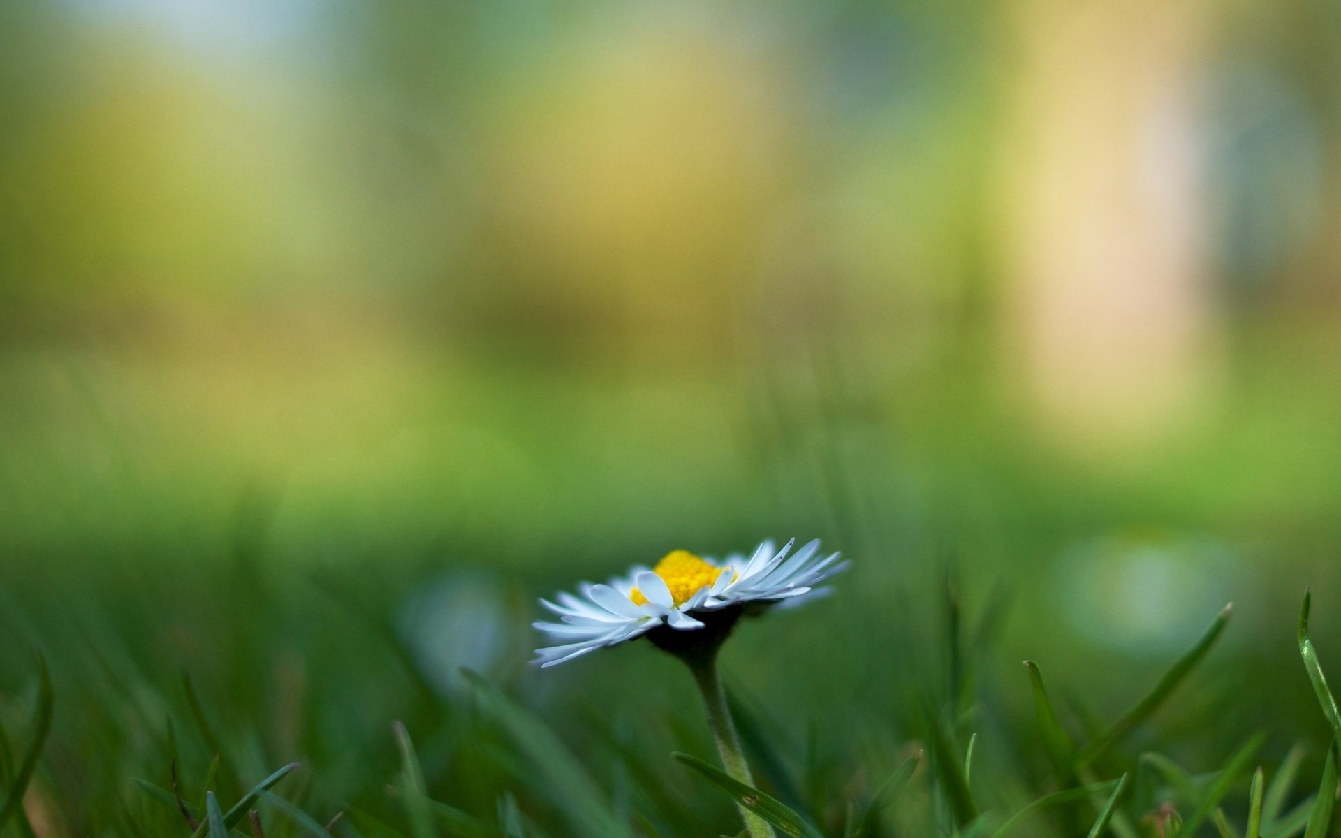 flowers flowers chamomile grass greenery blur flower background wallpaper widescreen fullscreen widescreen widescreen