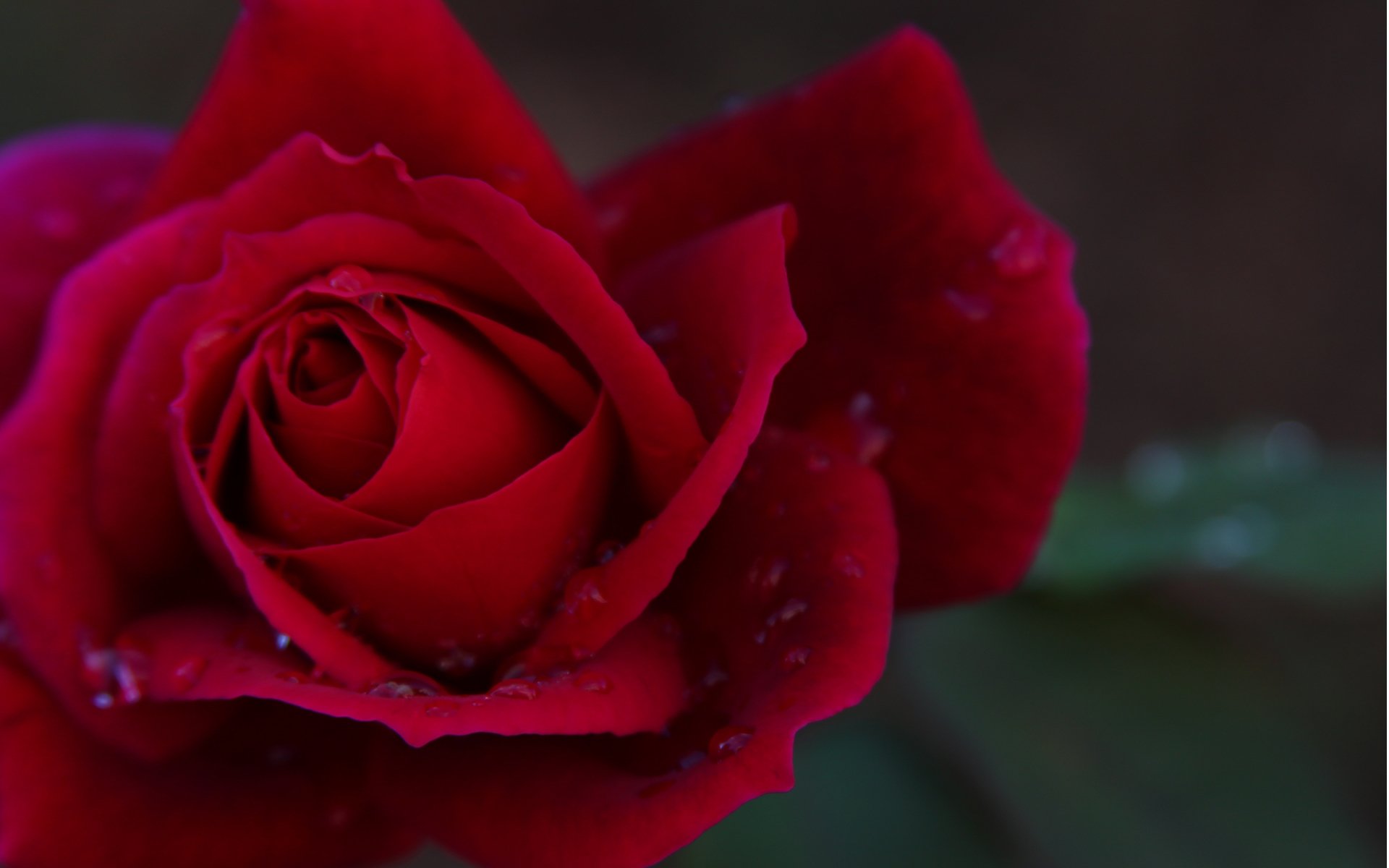 flower rose bright close up