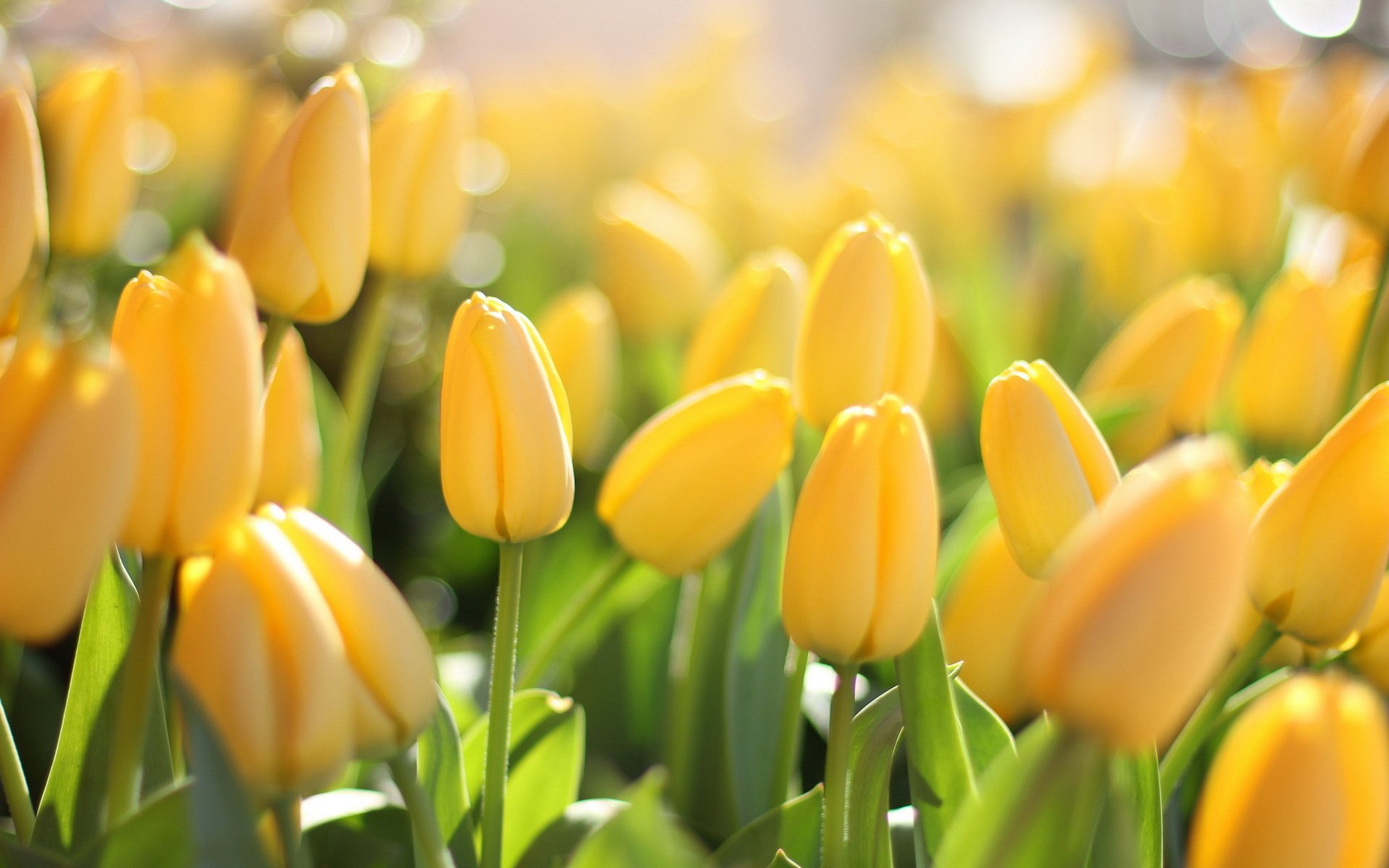 fleurs tulipes gros plan