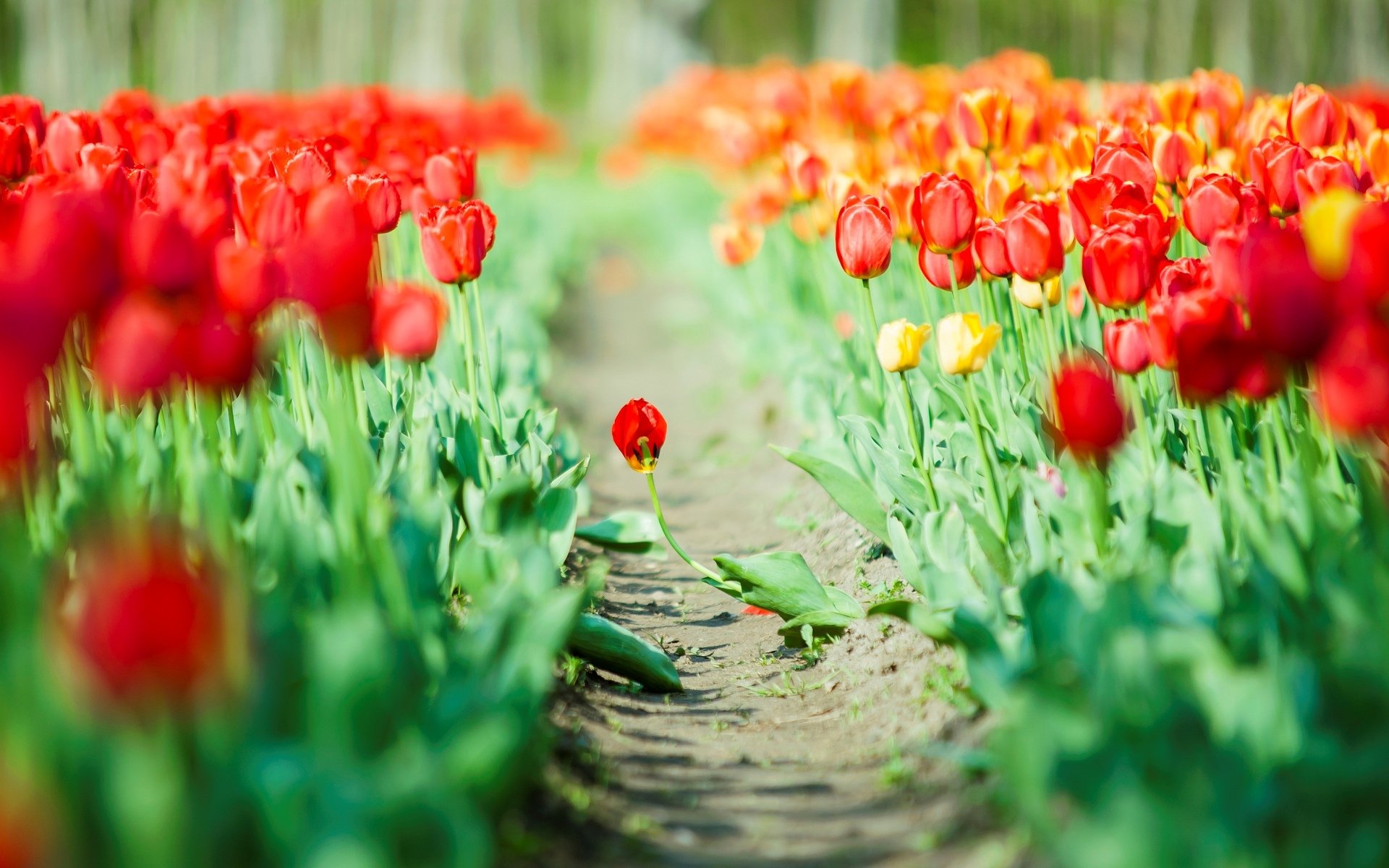 blumen tulpen rot grün blätter hintergrund tapete widescreen vollbild widescreen