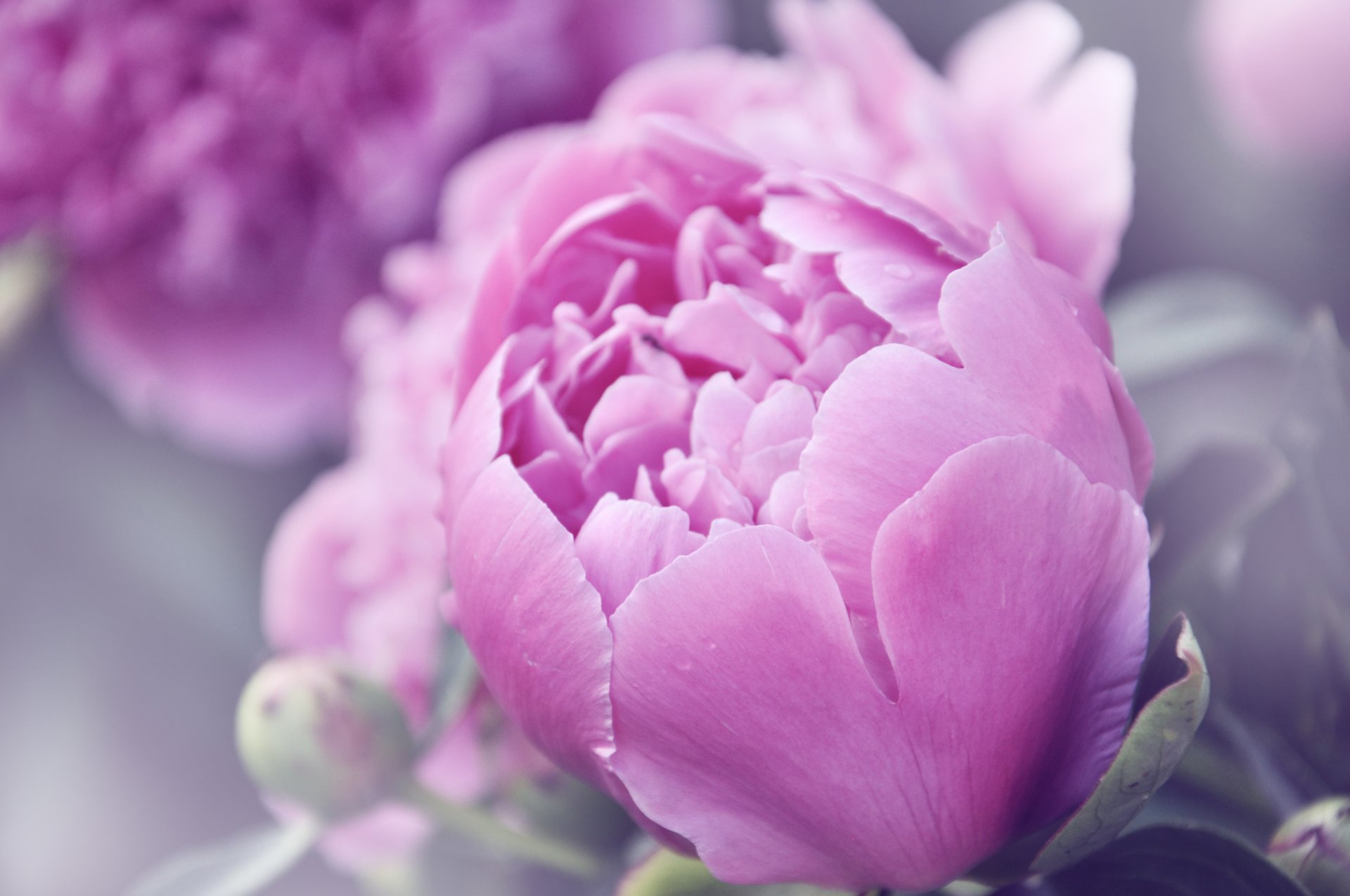 flower peonies pink summer