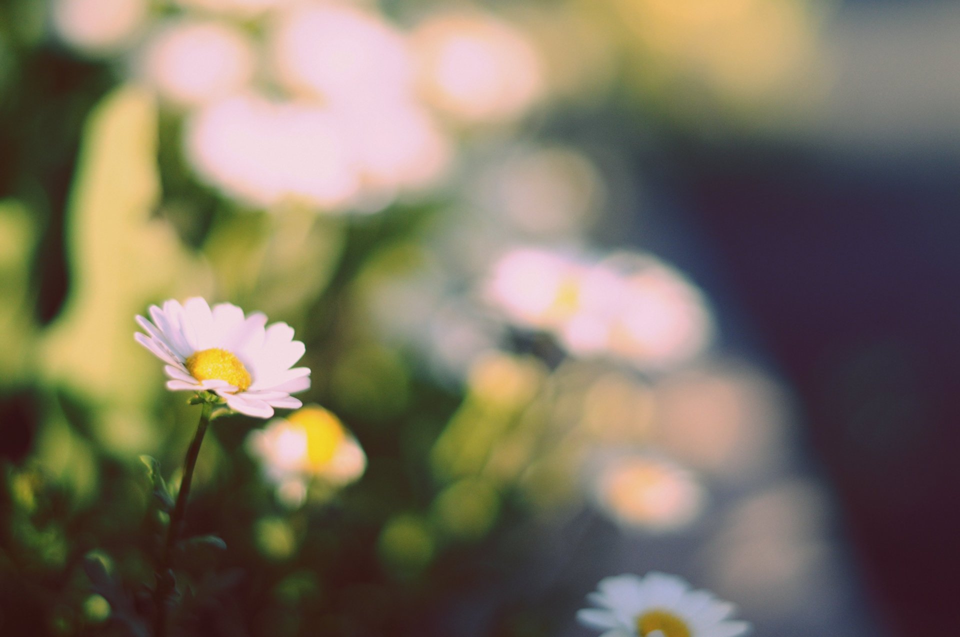 flowers flower white yellow chamomile greenery background wallpaper widescreen fullscreen widescreen widescreen