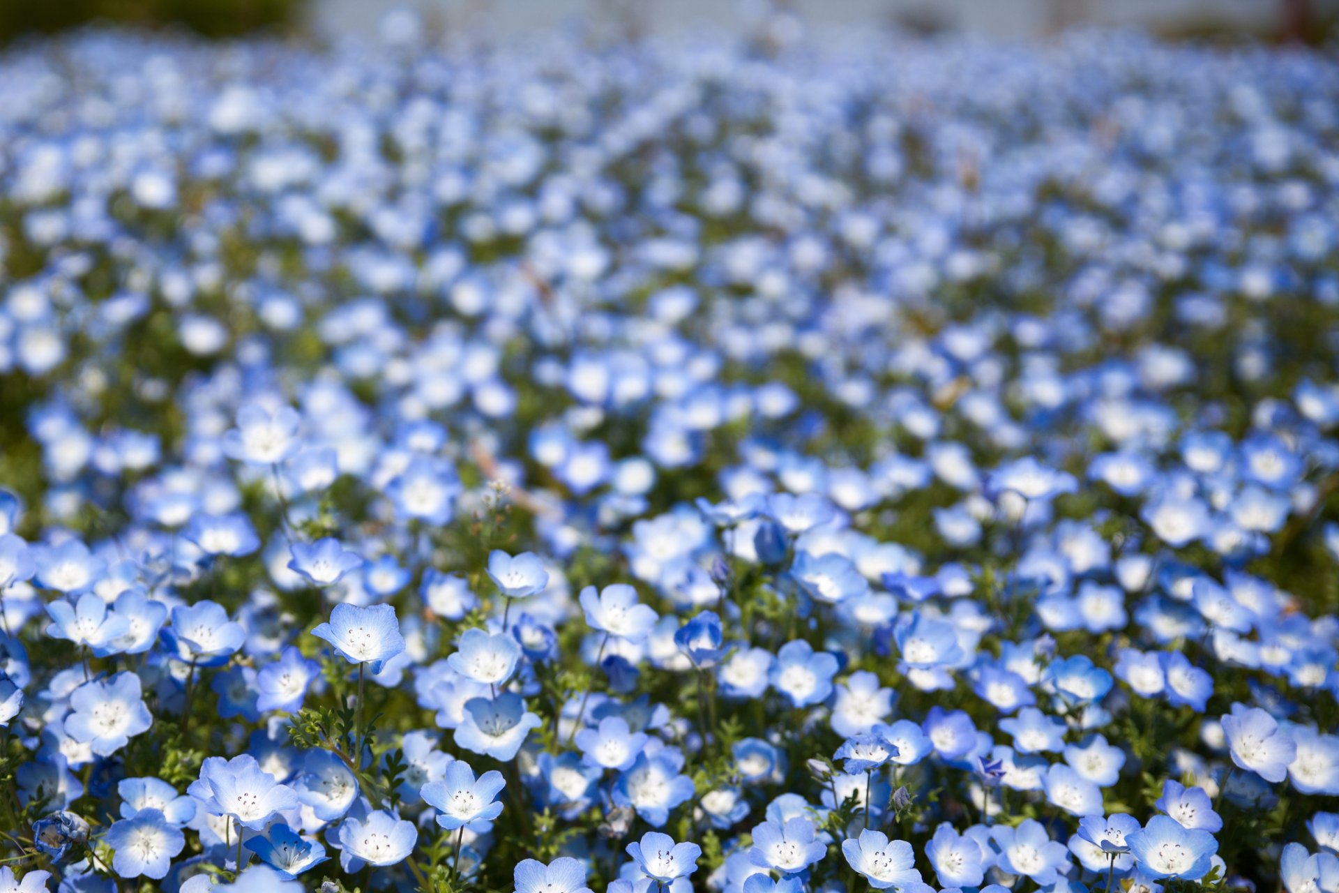 nemófila flores azul pétalos campo bokeh desenfoque