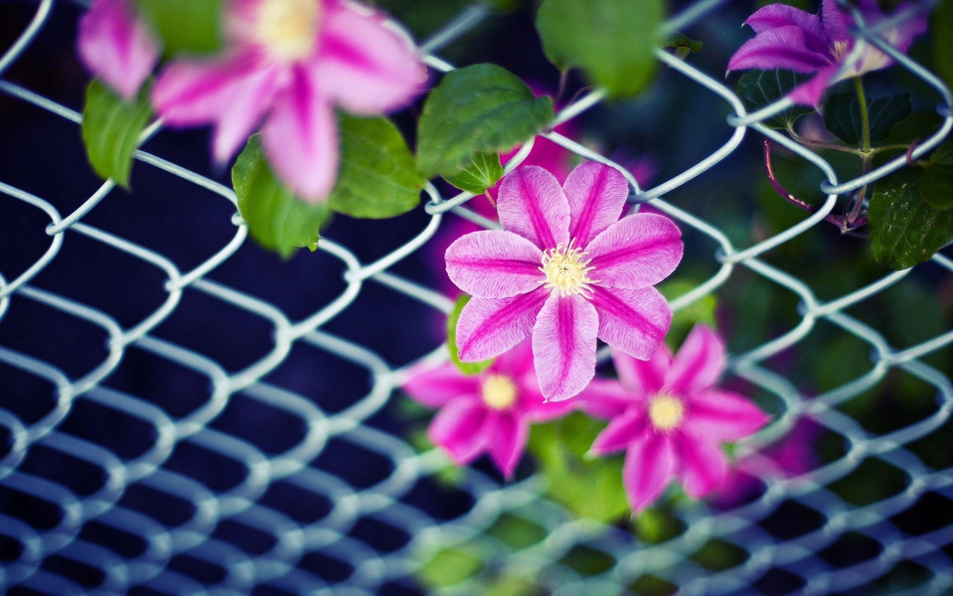 flowers flowers flower pink petals leaves leaves mesh fence background wallpaper widescreen fullscreen widescreen widescreen