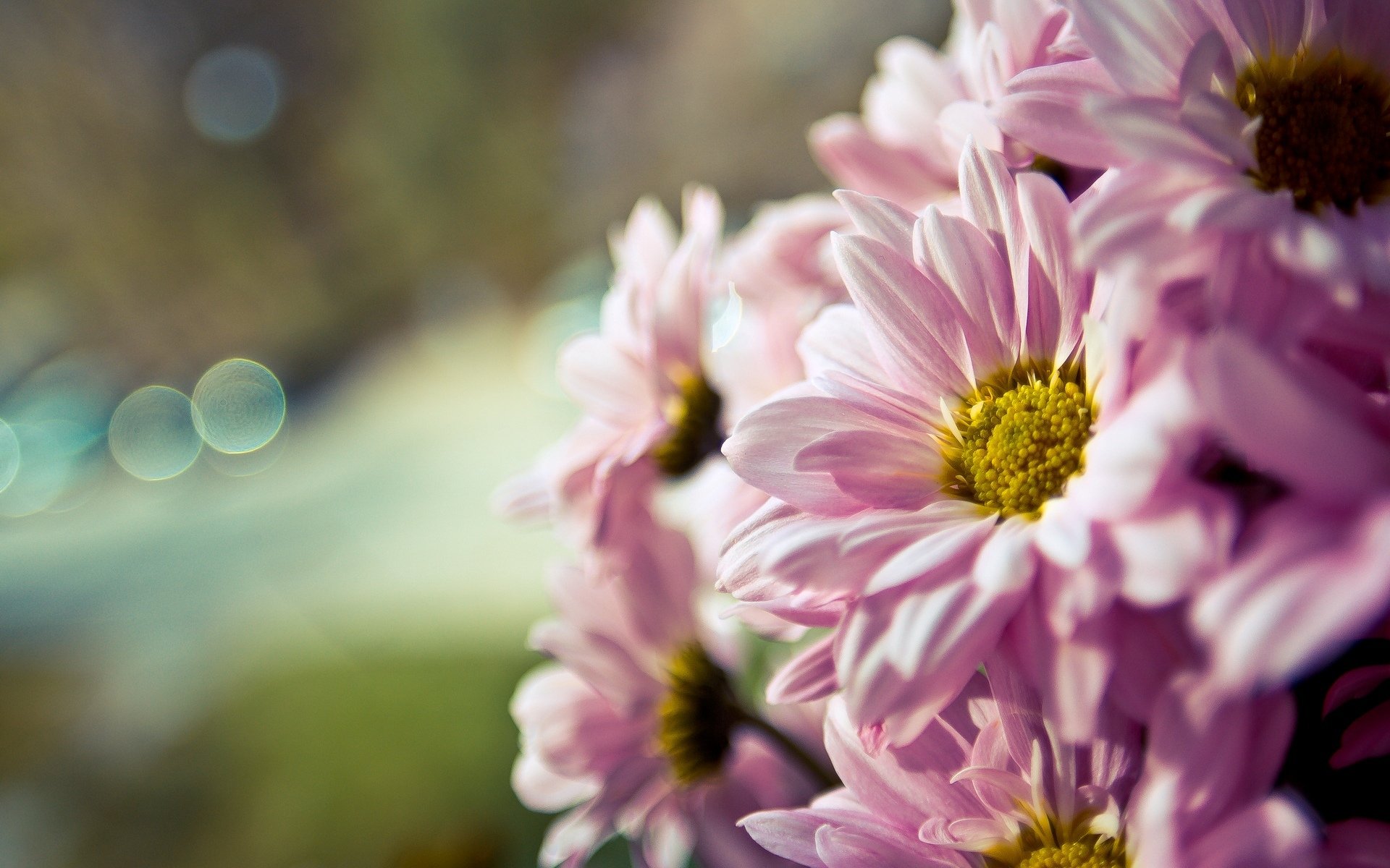 fiori fiore fiore rosa macro macro sfocatura bokeh sfondo carta da parati widescreen schermo intero widescreen widescreen