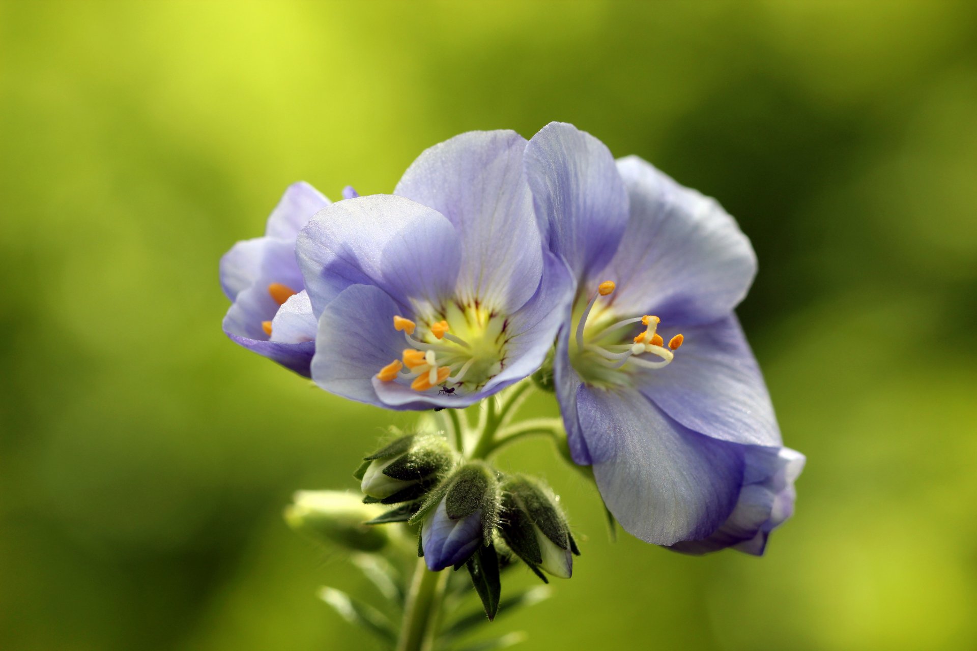 fiori lilla infiorescenza sfondo