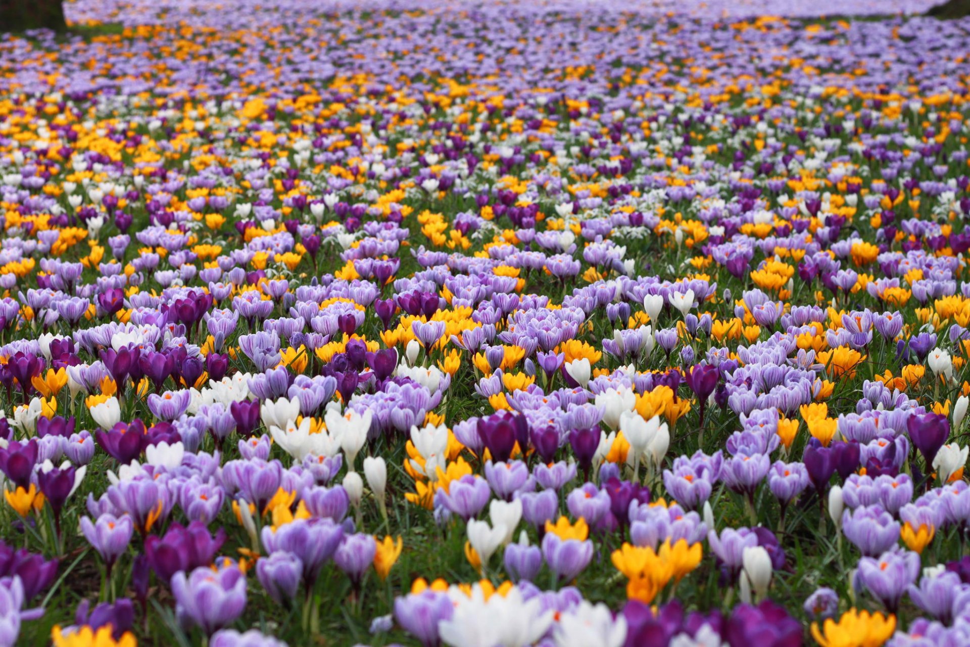 the field crocus spring flower