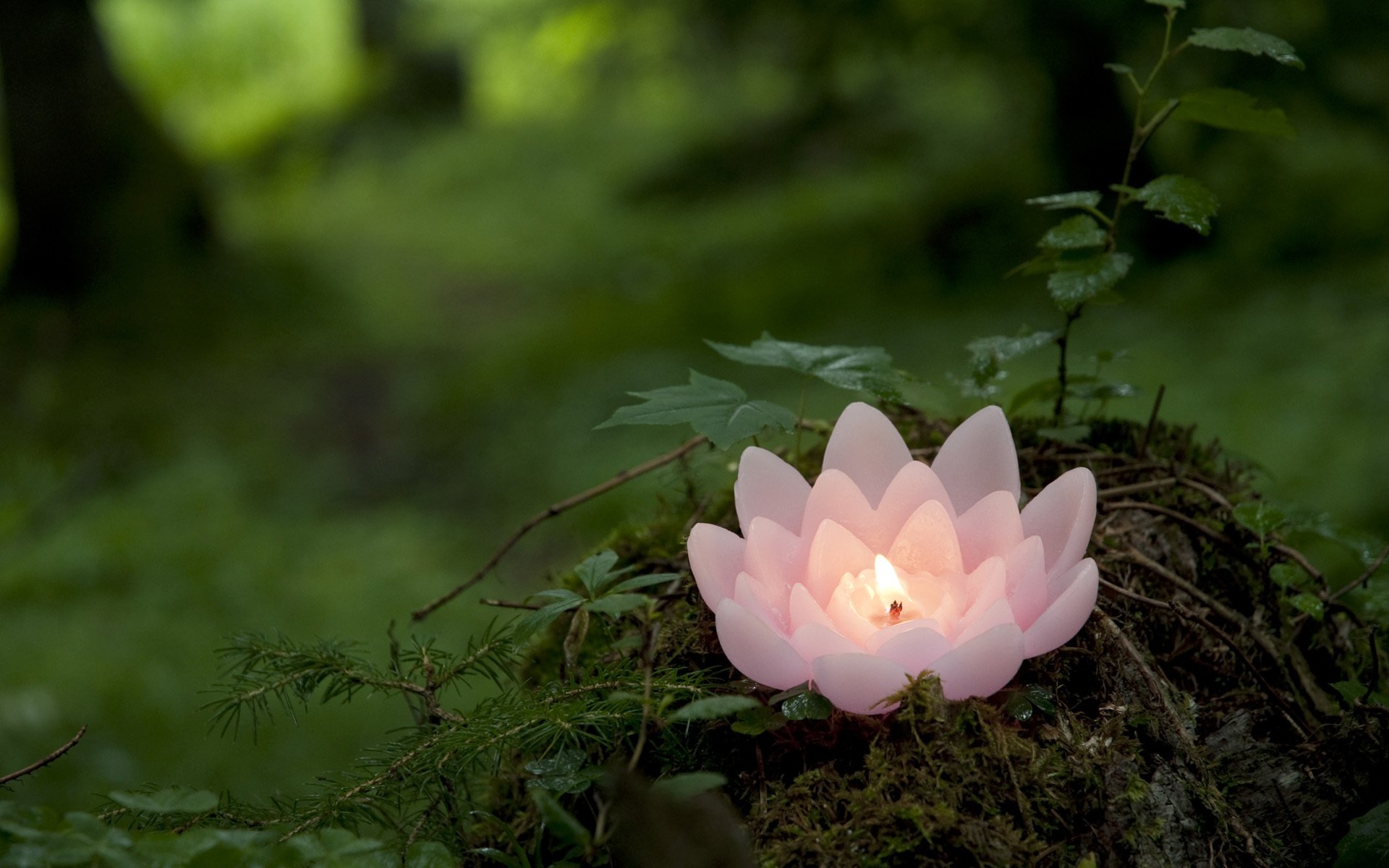 kerze lotus rosa grün wald