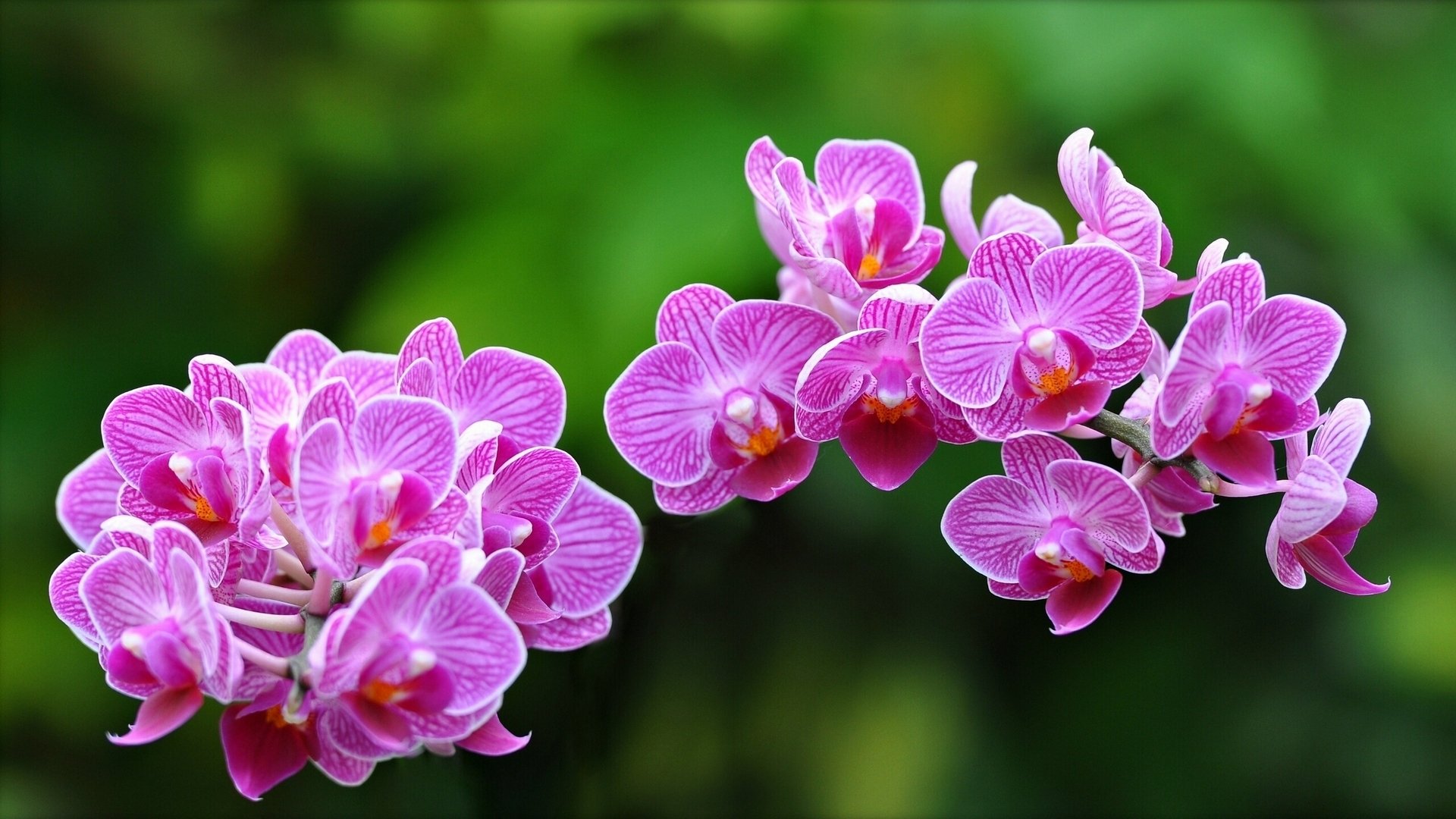 orquídeas exótico macro