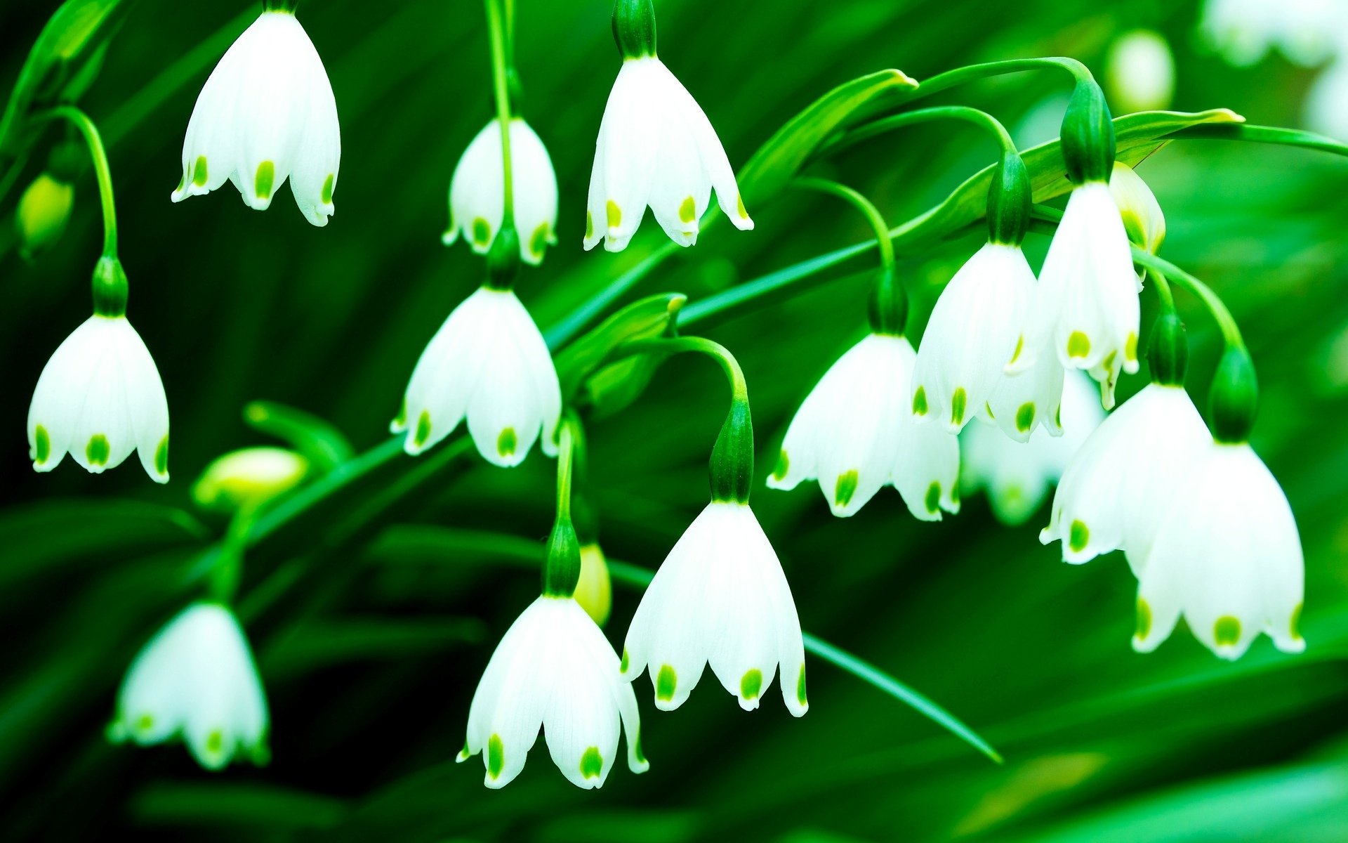 blumen blumen glocken grün weiß hintergrund tapete widescreen vollbild widescreen