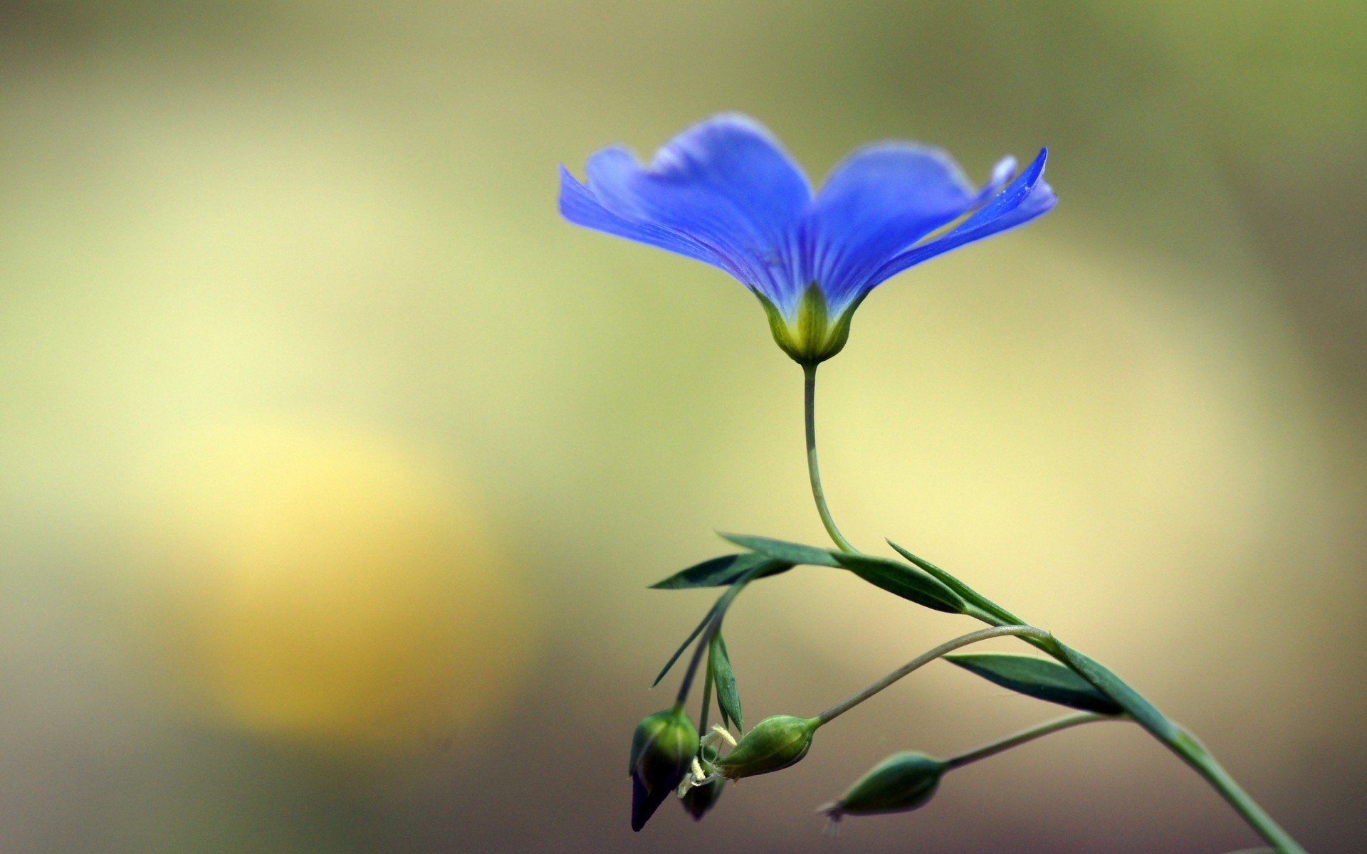 fiore blu boccioli macro