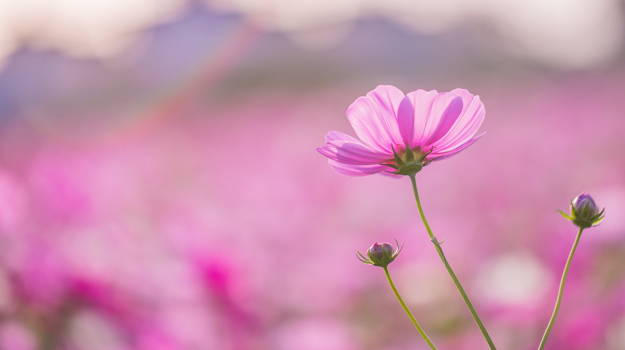 kosmeya pink flower petals the field close up focus blur