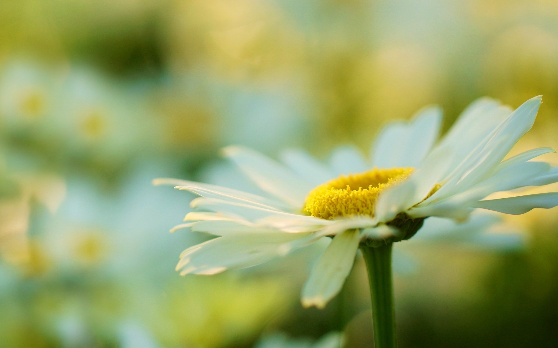 fiori fiore fiorellino margherita pianta giallo bianco macro sfocatura sfondo carta da parati widescreen schermo intero widescreen widescreen