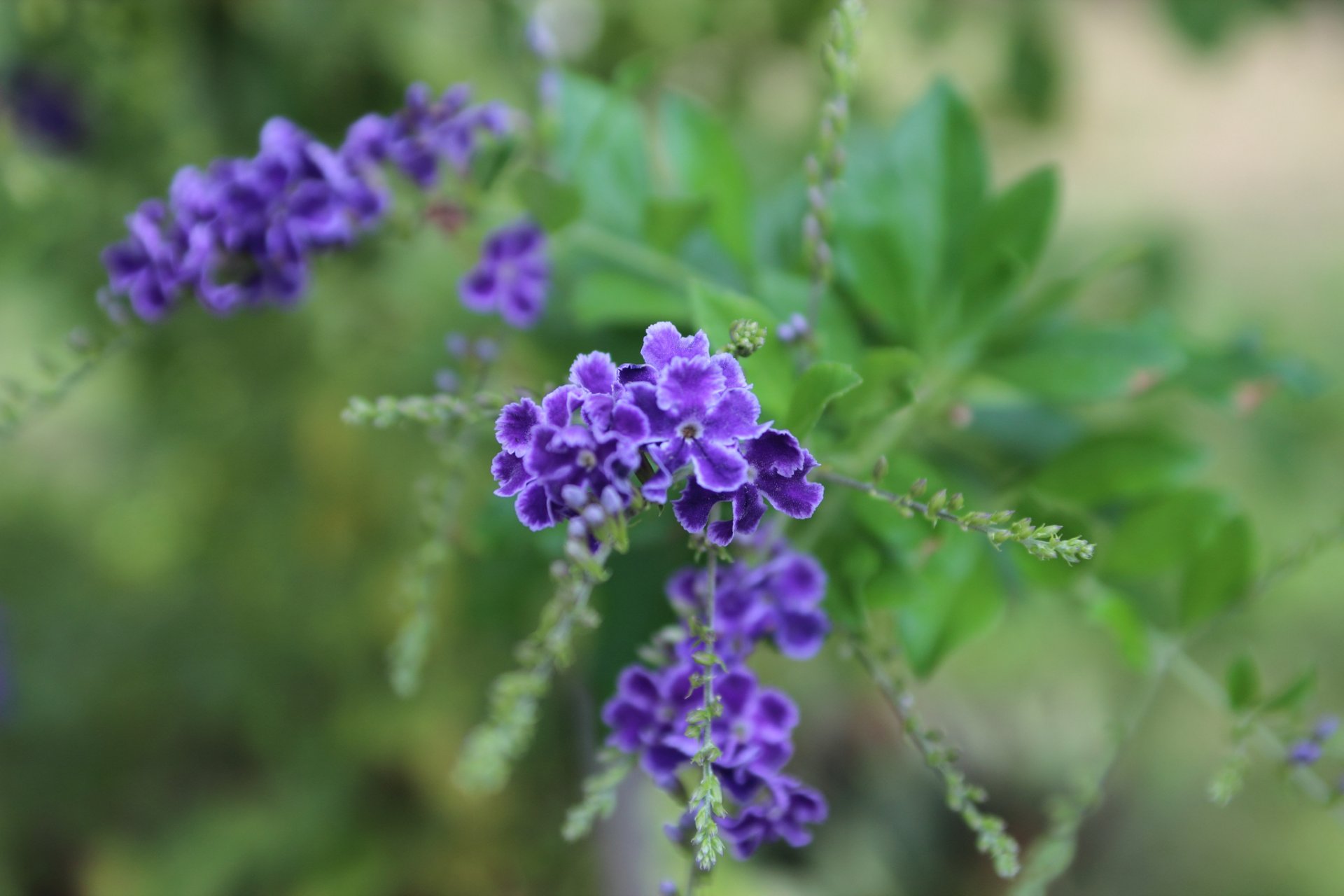 flores lila inflorescencia borroso