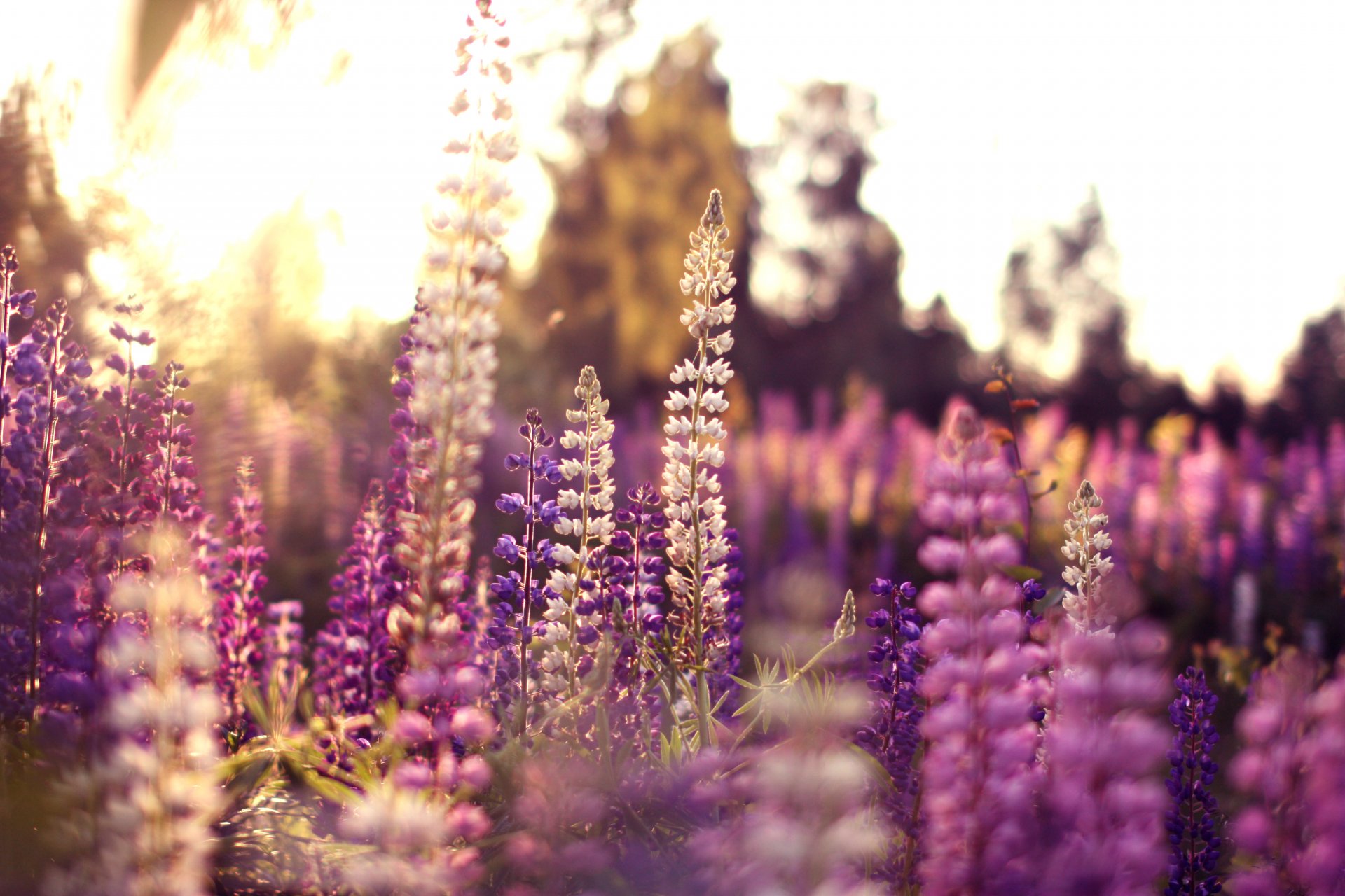 lupine flower purple white pink summer