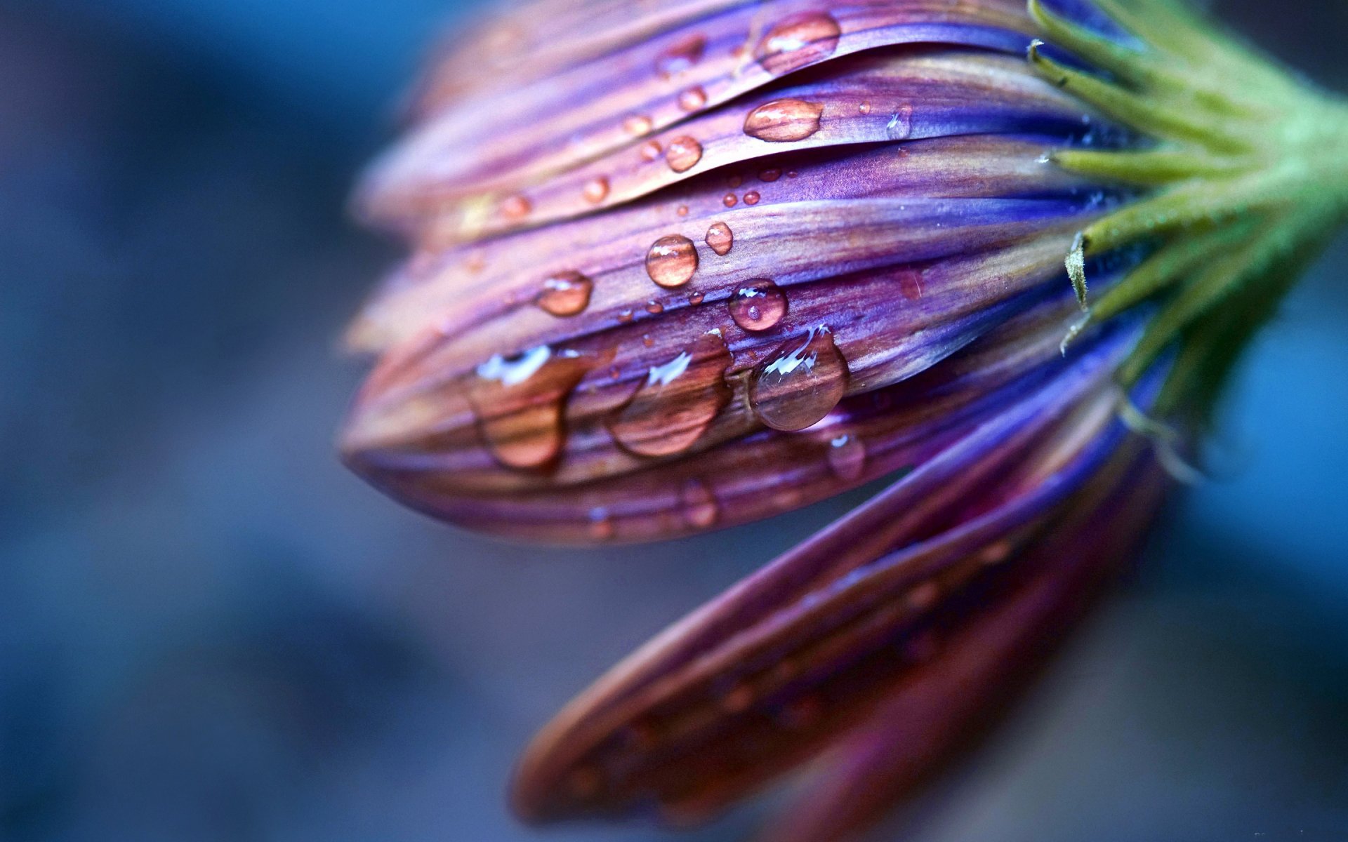 petali gocce acqua rugiada macro