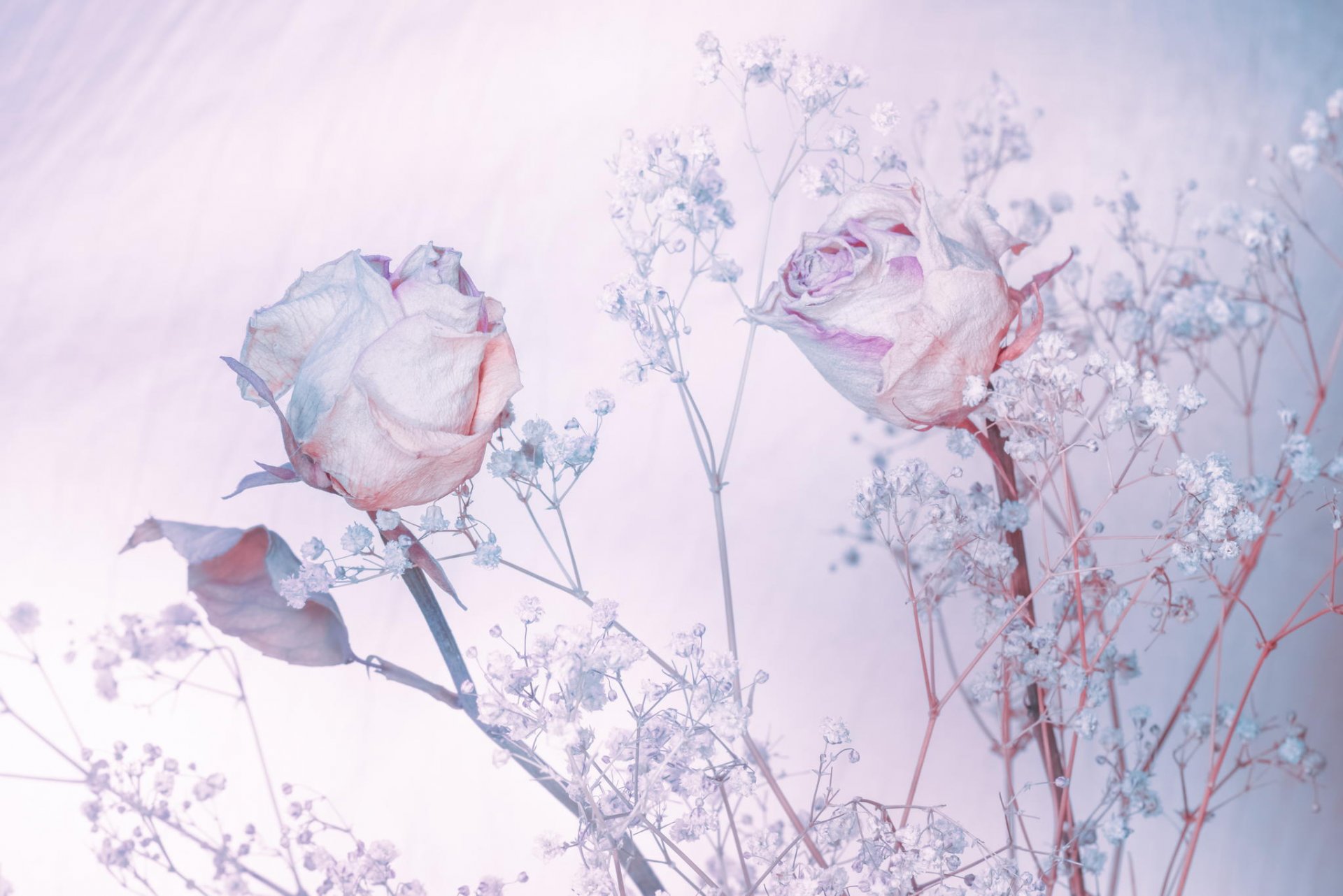 roses background shades of blue