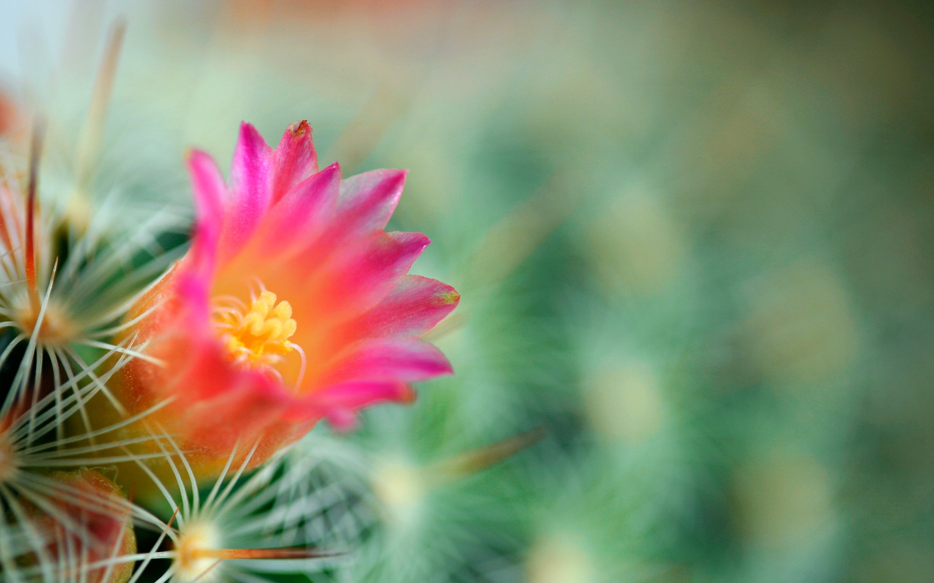 cactus fleur fond vert aiguilles