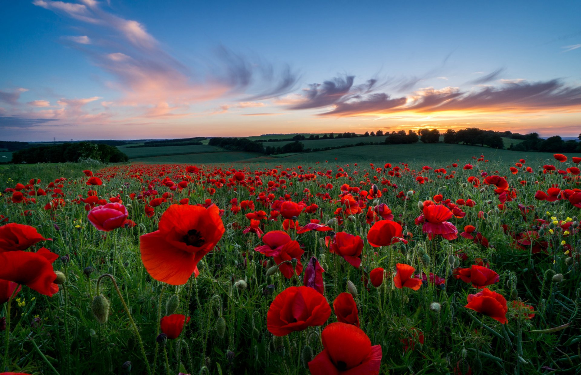 coquelicots rouge fleurs pétales champ clairière collines herbe arbres soirée coucher de soleil ciel nuages nature