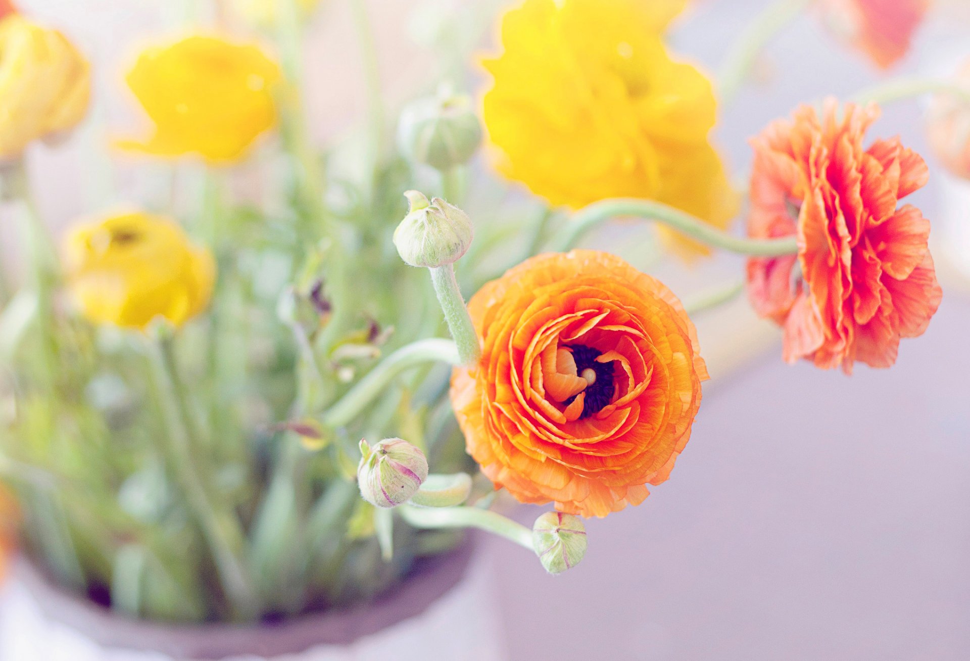 ranunculus buttercups flower orange yellow leaves buds petals bouquet vase