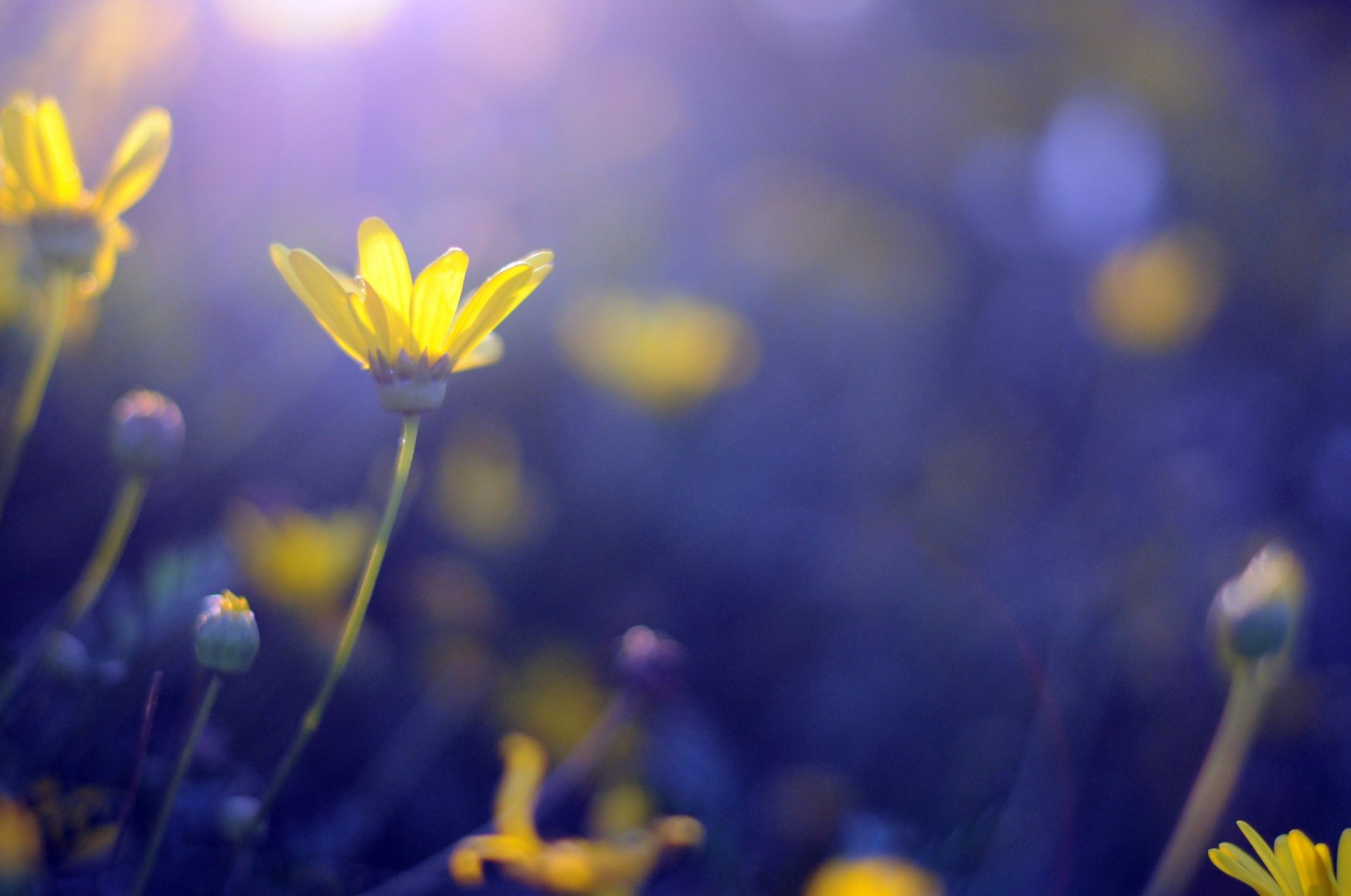 fiori fiori giallo blu bokeh sfondo carta da parati widescreen schermo intero widescreen widescreen