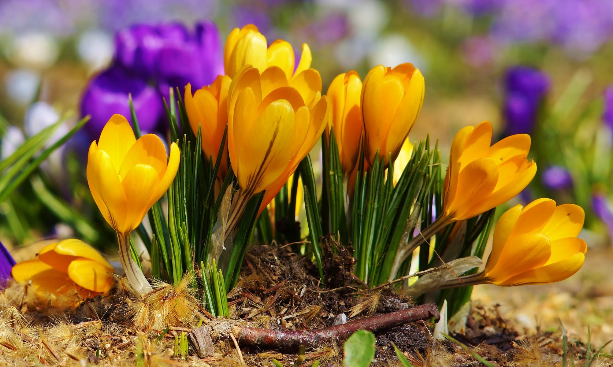 fleurs crocus printemps violet