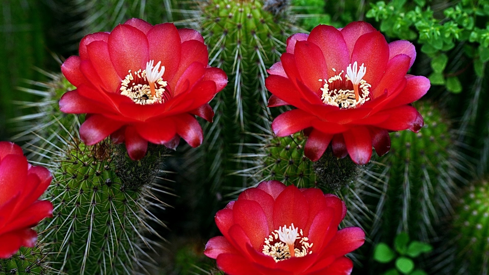 cactus fiore fiori aghi