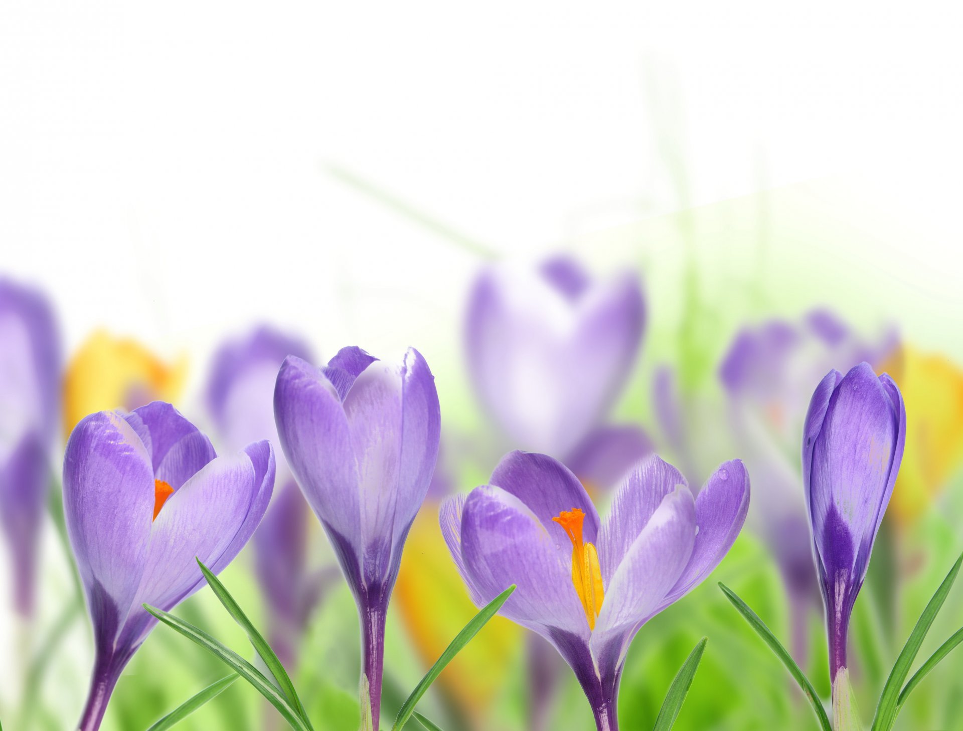 printemps crocus lilas feuilles fond blanc