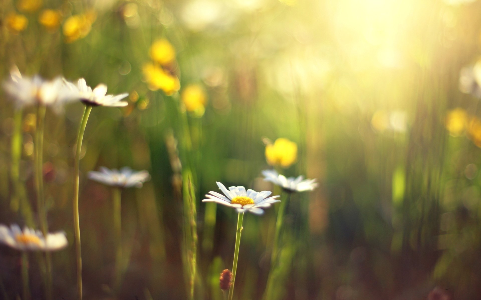 blumen blumen blume gänseblümchen unschärfe sonne tag hintergrund tapete widescreen vollbild widescreen