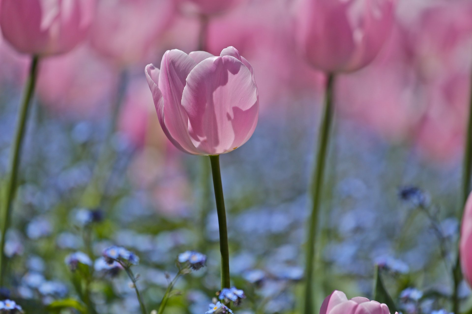 fiori tulipani rosa petali nontiscordardime blu campo sfocatura