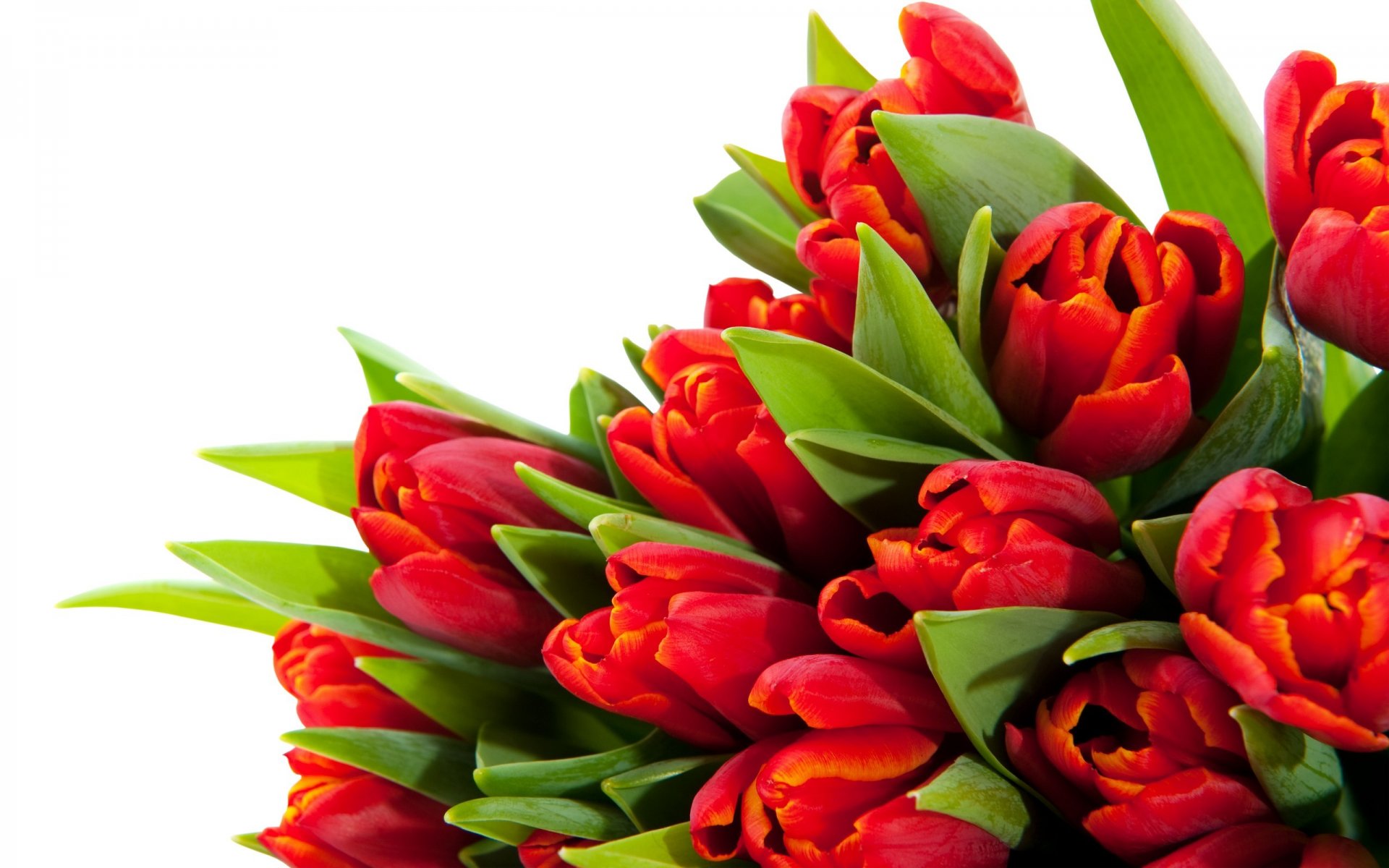 tulipani fiori bouquet luminoso rosso petali bellezza luminoso foglie steli