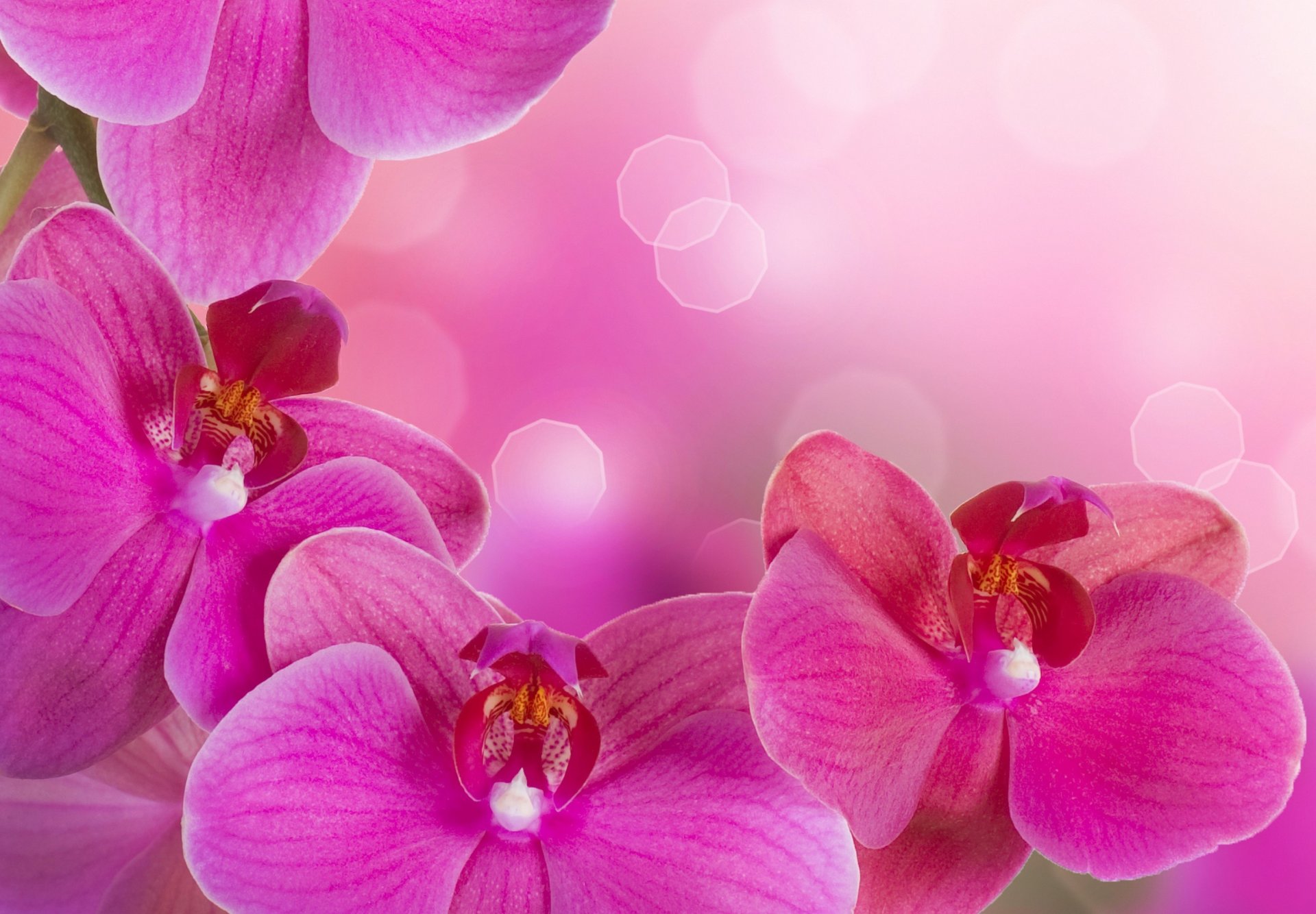 orchidea luminoso rosa petali ramo bellezza fiori tenerezza orchidee phalaenopsis rosa caldo