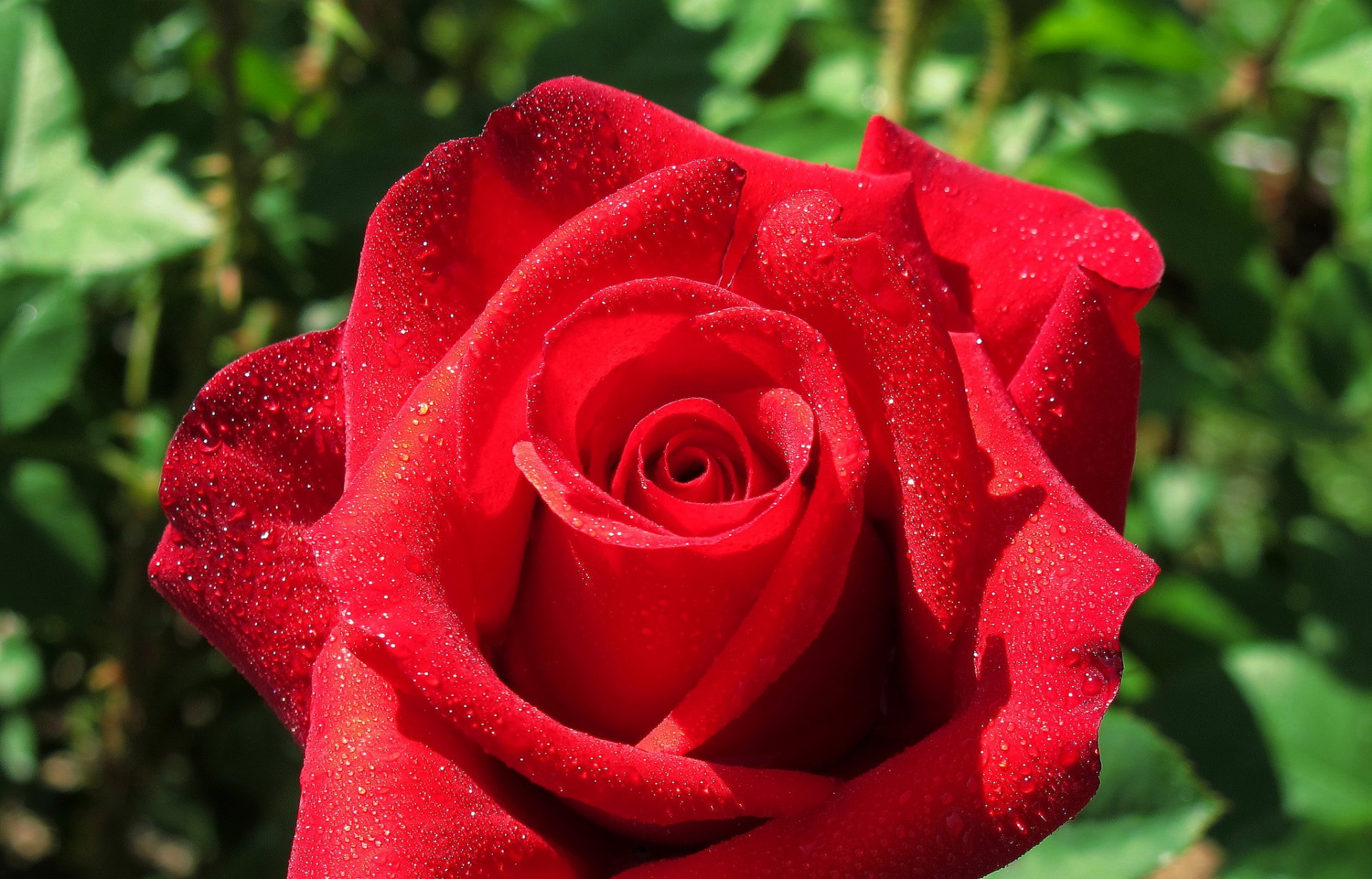 rose bourgeon pétales gouttes gros plan