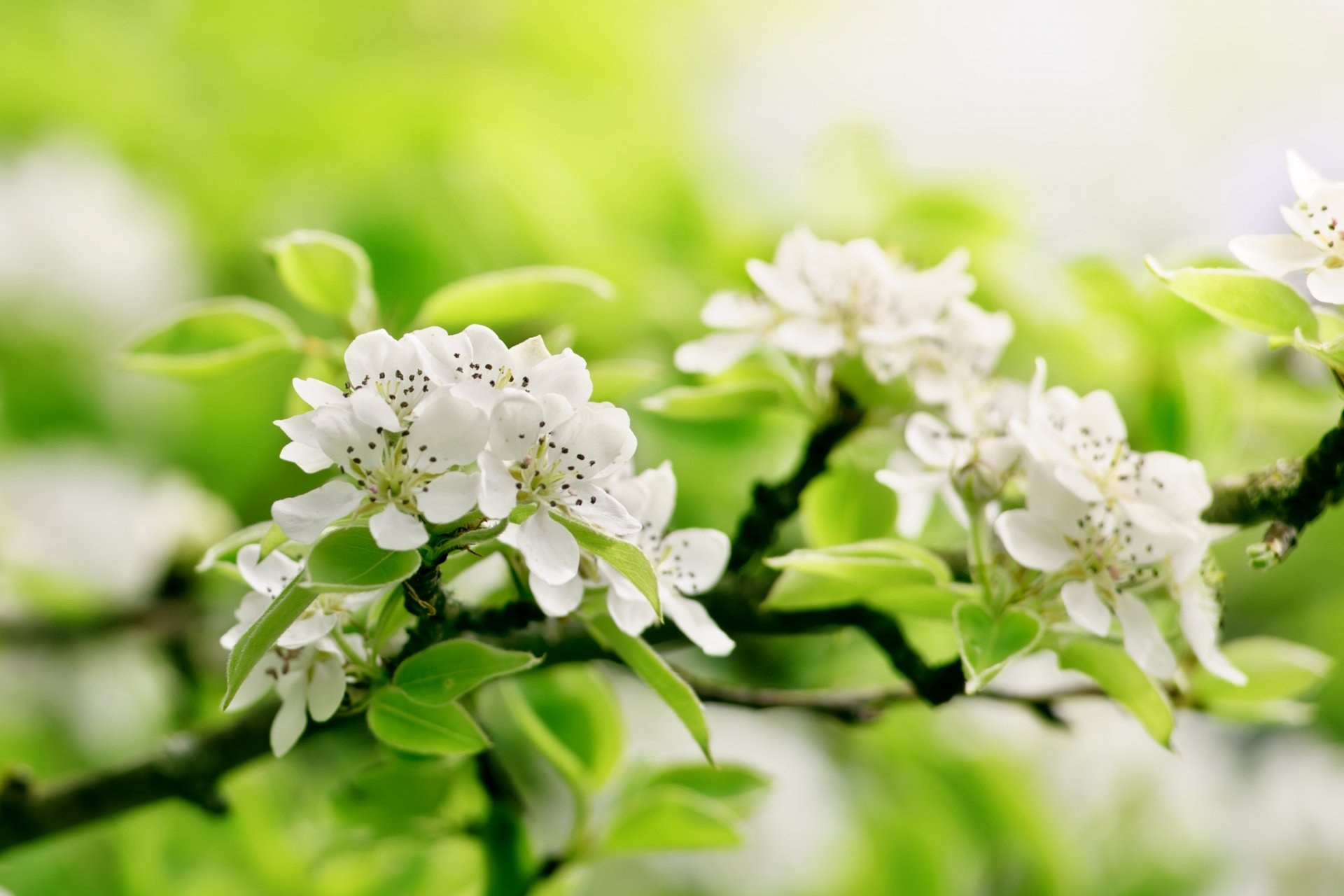 arbre branches fleurs pommier verdure