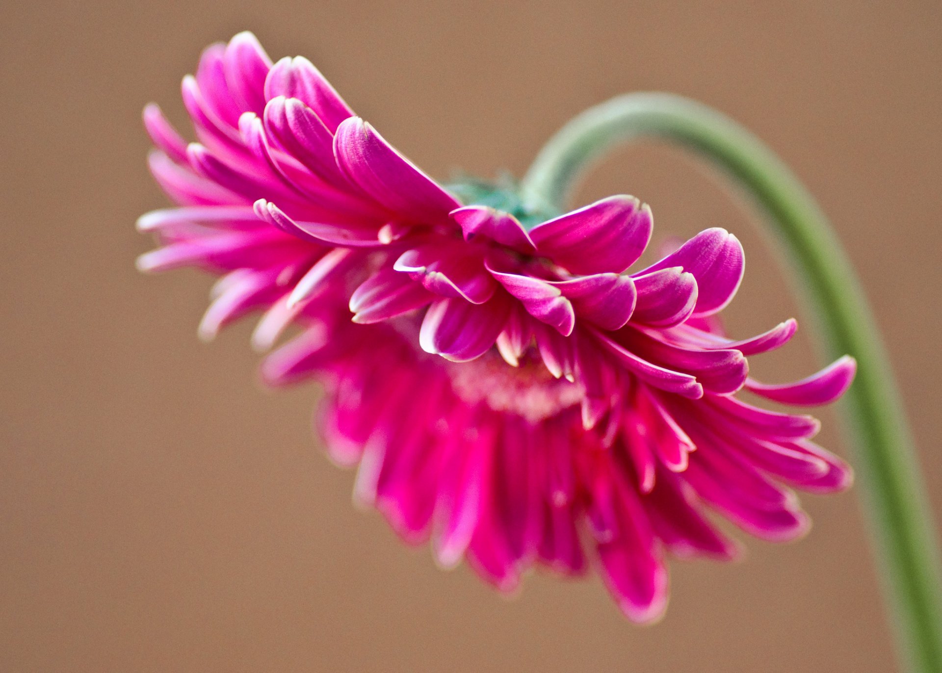 gerbera flor rosa pétalos