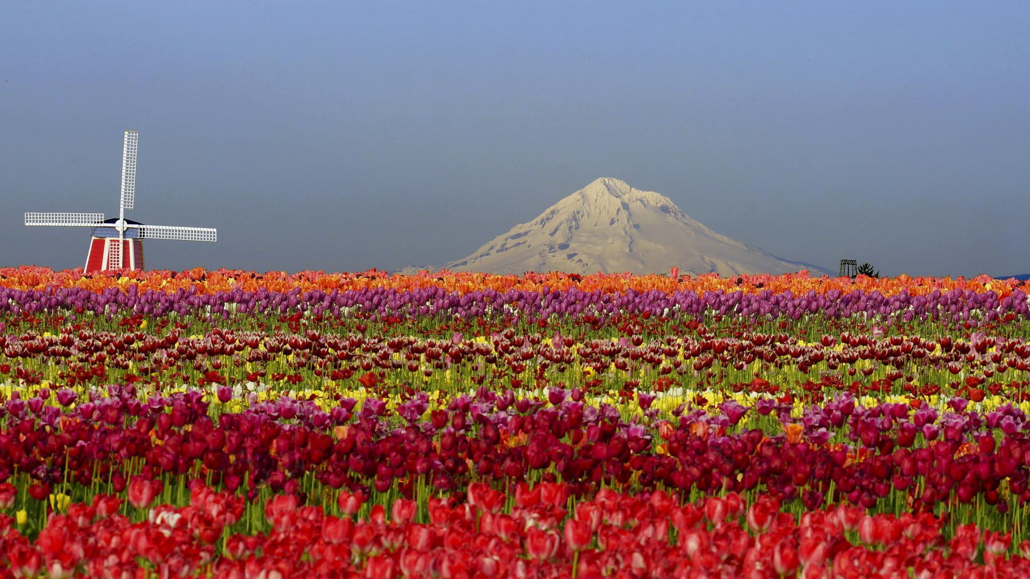 flores naturaleza tulipanes campo montañas molino