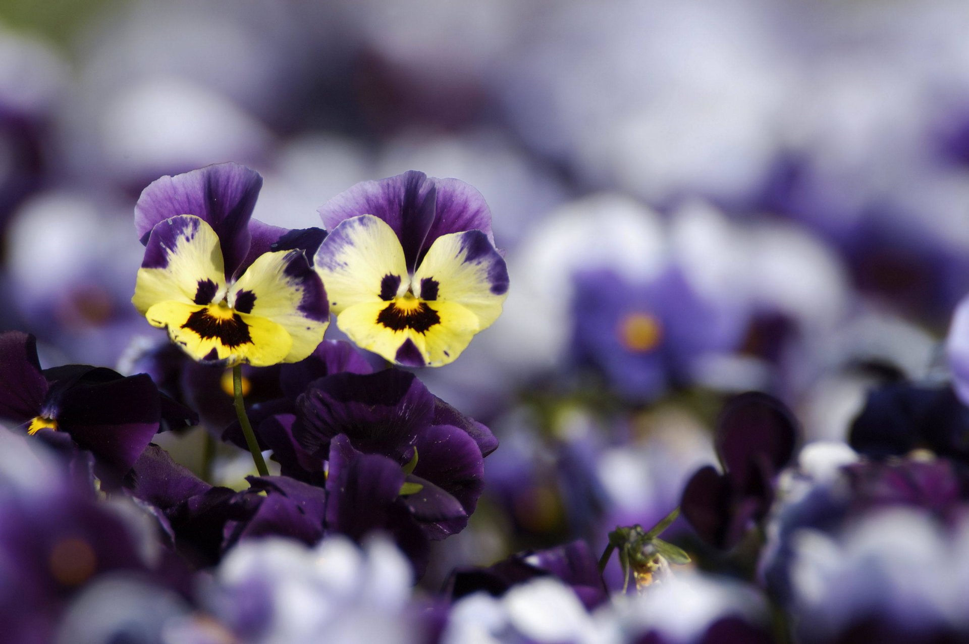 fiori viole del pensiero giallo viola sfocatura