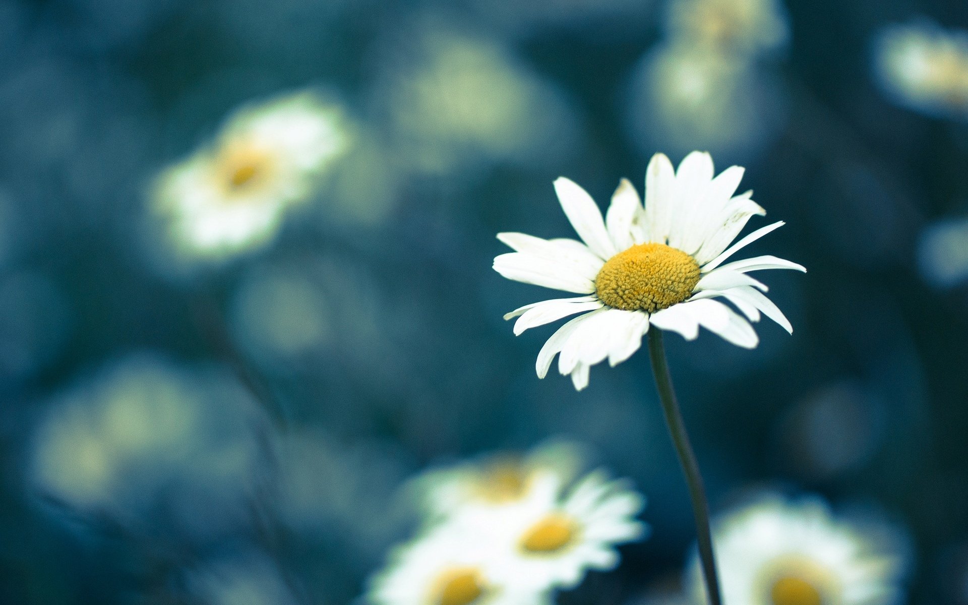 fleurs fleur fleur camomille marguerites flou arrière-plan papier peint écran large plein écran écran large