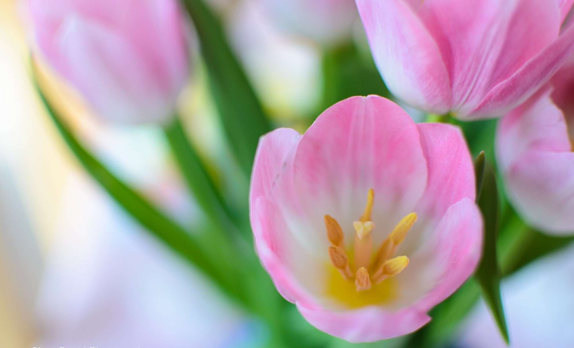 tulipanes rosa macro ramo primavera